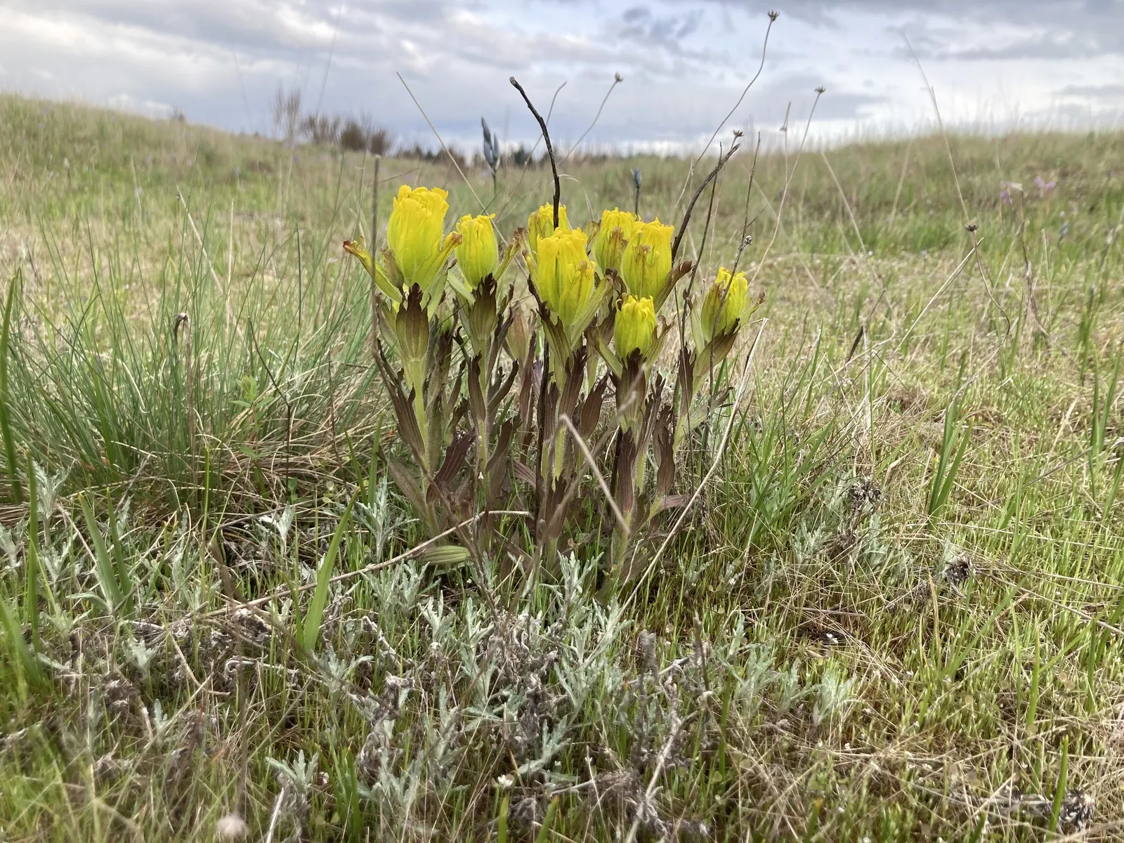 Indian Paintbrush (Castilleja Affinis) — they are excellent attractors of pollinators such as hummingbirds and bees; use them in groups or as accent points