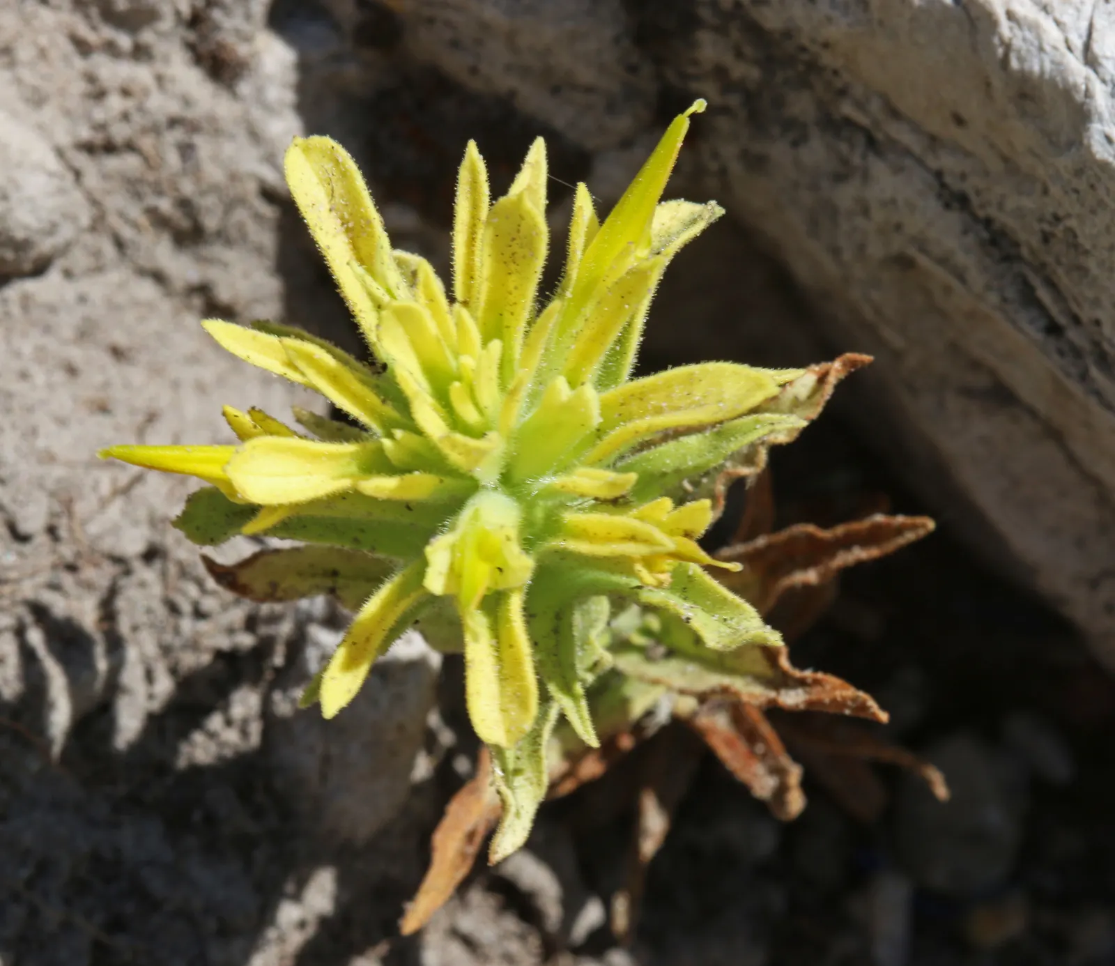 Indian Paintbrush (Castilleja Affinis) — bringing both visual interest and habitat support to your landscape; it prefers well-draining soils and, image 78