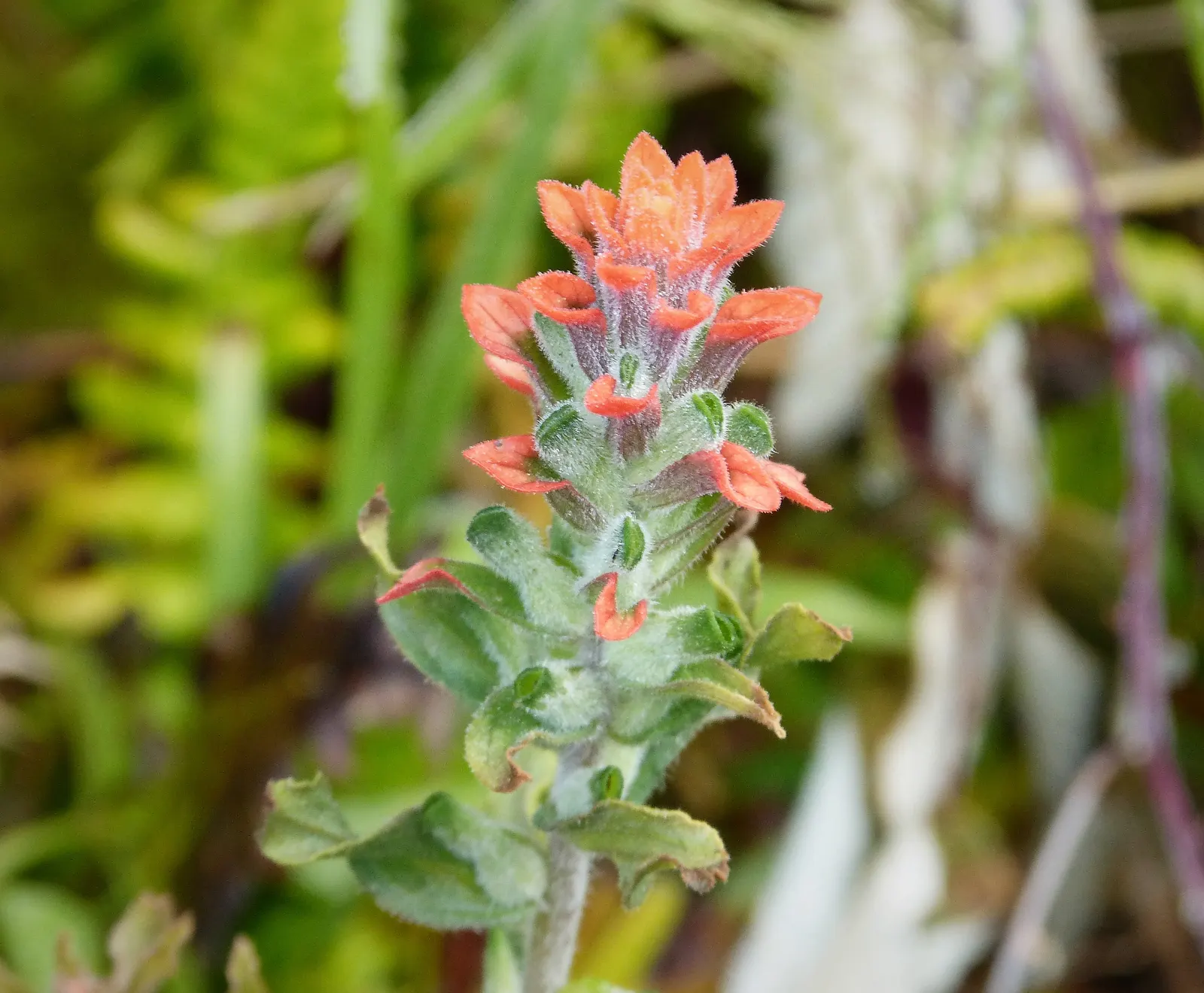 Indian Paintbrush (Castilleja Affinis) — bringing both visual interest and habitat support to your landscape; it prefers well-draining soils and can tolerate