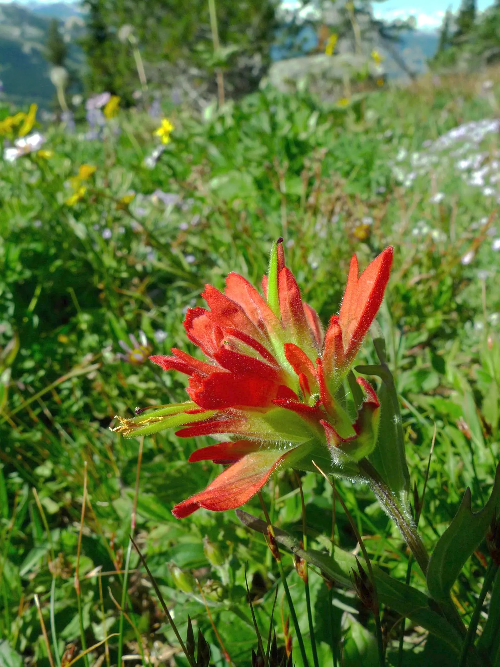 Indian Paintbrush (Castilleja Affinis) — Celebrated for its vibrant bristle-like inflorescences; they are excellent attractors of pollinators such, image 61