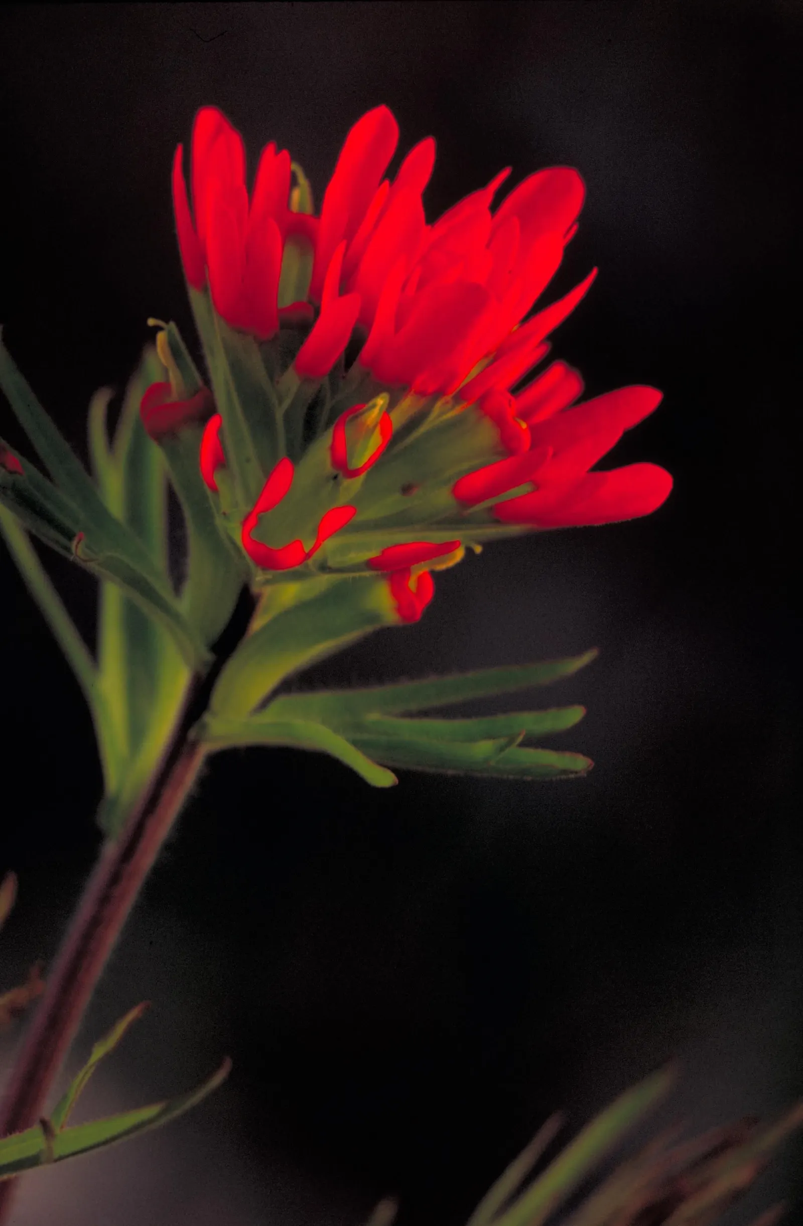 Indian Paintbrush (Castilleja Affinis) — Plant in clusters for a striking visual impact; orange and pink and red flowers in the garden