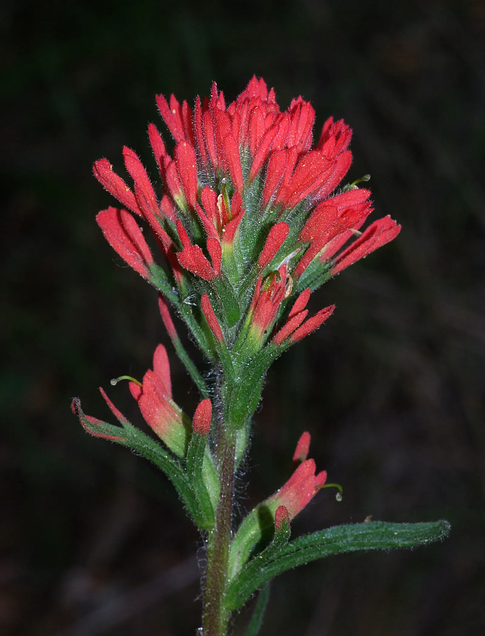 Indian Paintbrush (Castilleja Affinis) — enhancing the ecological value of the garden; native to western North America, it thrives in full sun, image 128