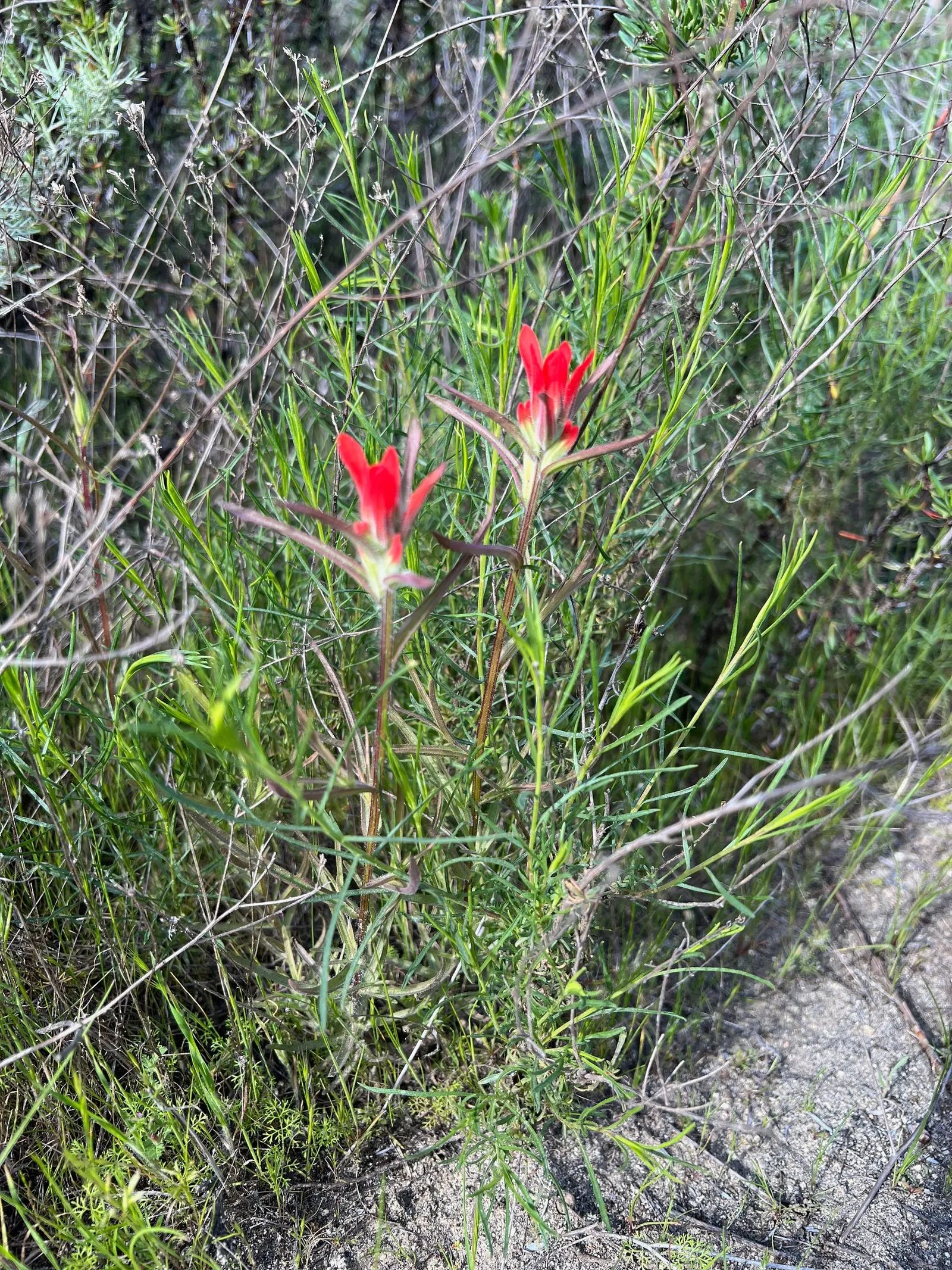 Indian Paintbrush (Castilleja Affinis) — which are brilliantly coloured in shades of red; celebrated for its vibrant bristle-like inflorescences