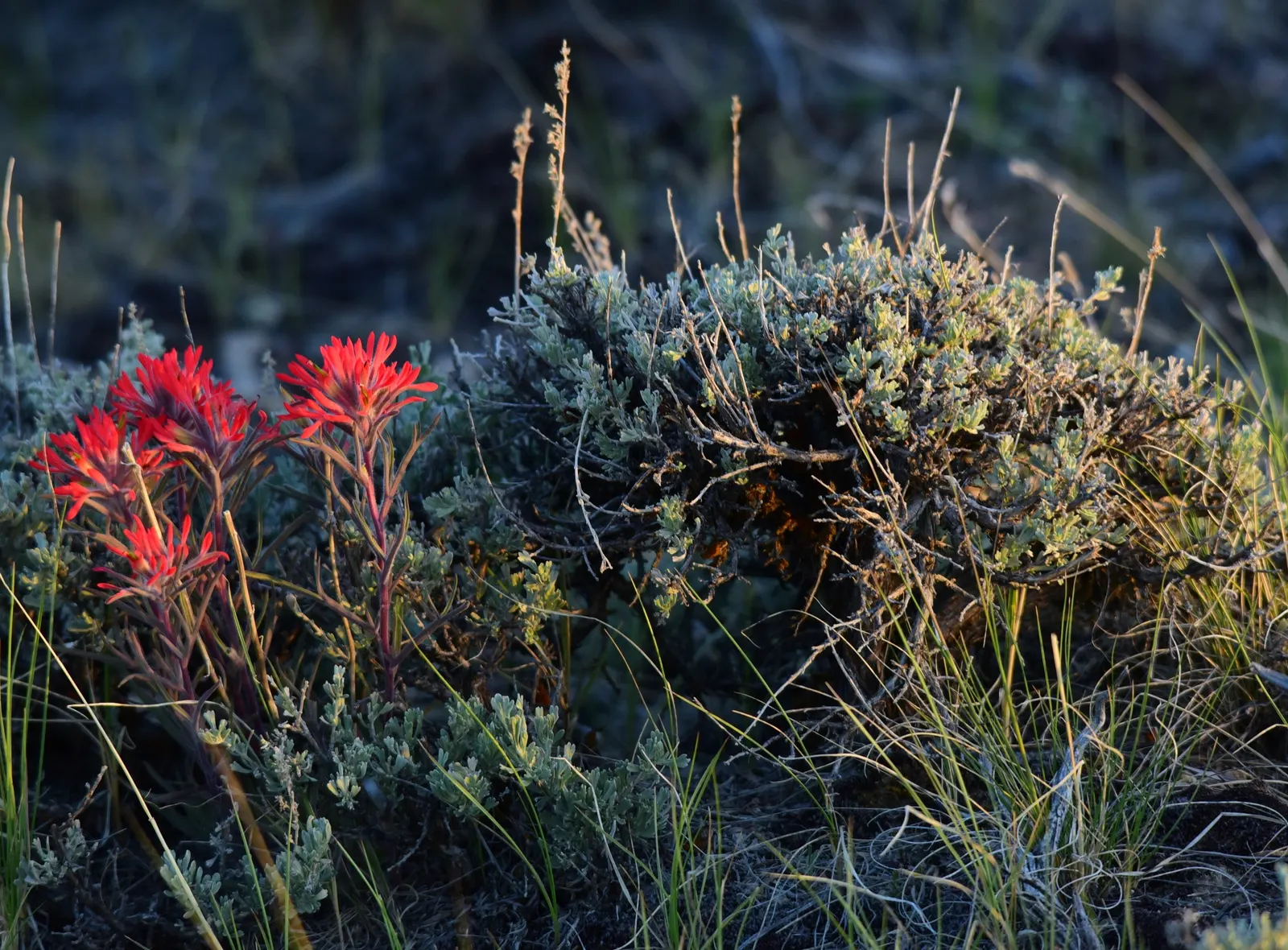Indian Paintbrush (Castilleja Affinis) — which can serve as a subtle backdrop to its fiery floral display