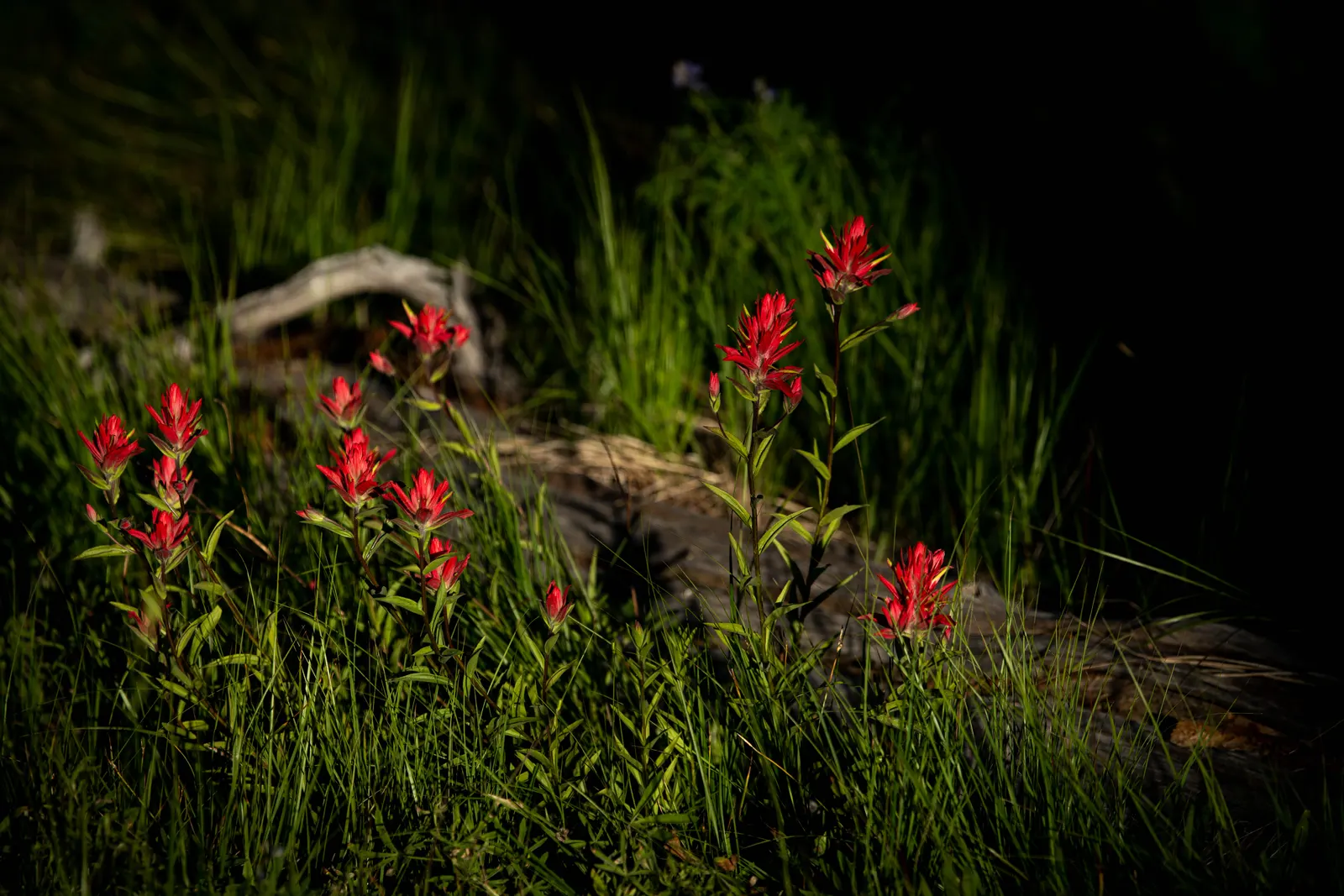 Indian Paintbrush (Castilleja Affinis) — which are tubular and greenish.<br><br>For a successful landscape integration