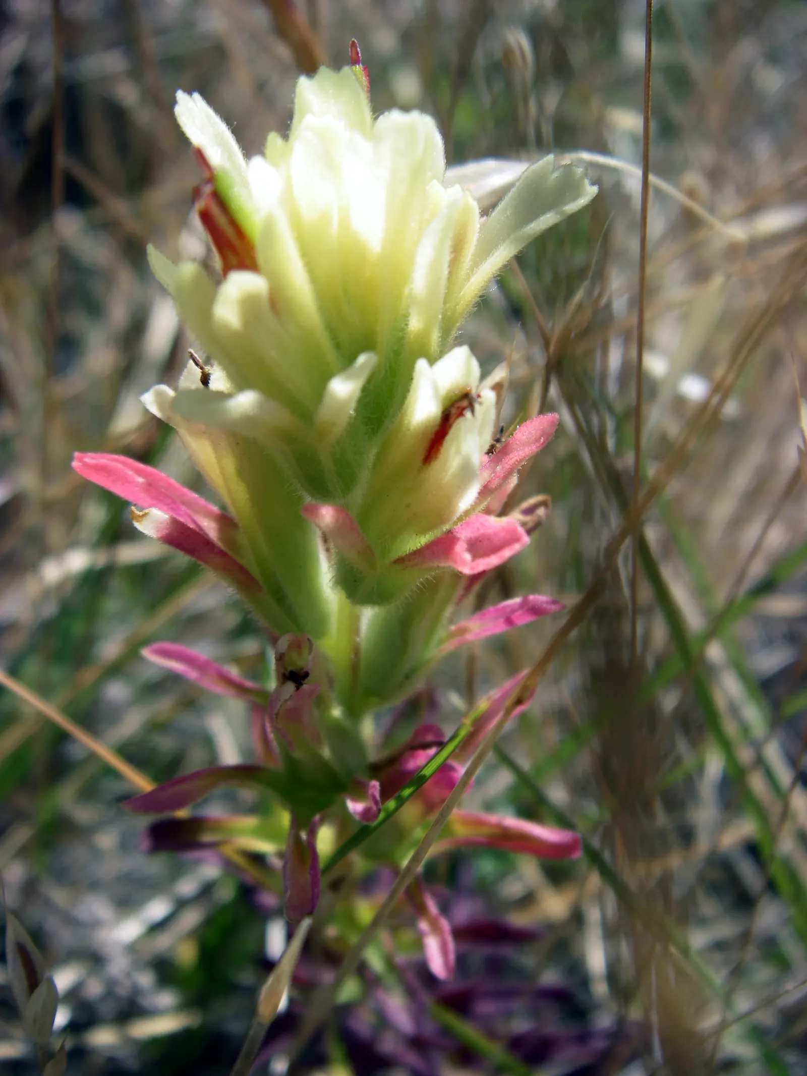 Indian Paintbrush (Castilleja Affinis) — use them in groups or as accent points among native grasses or low shrubs to achieve an eye-catching, image 130
