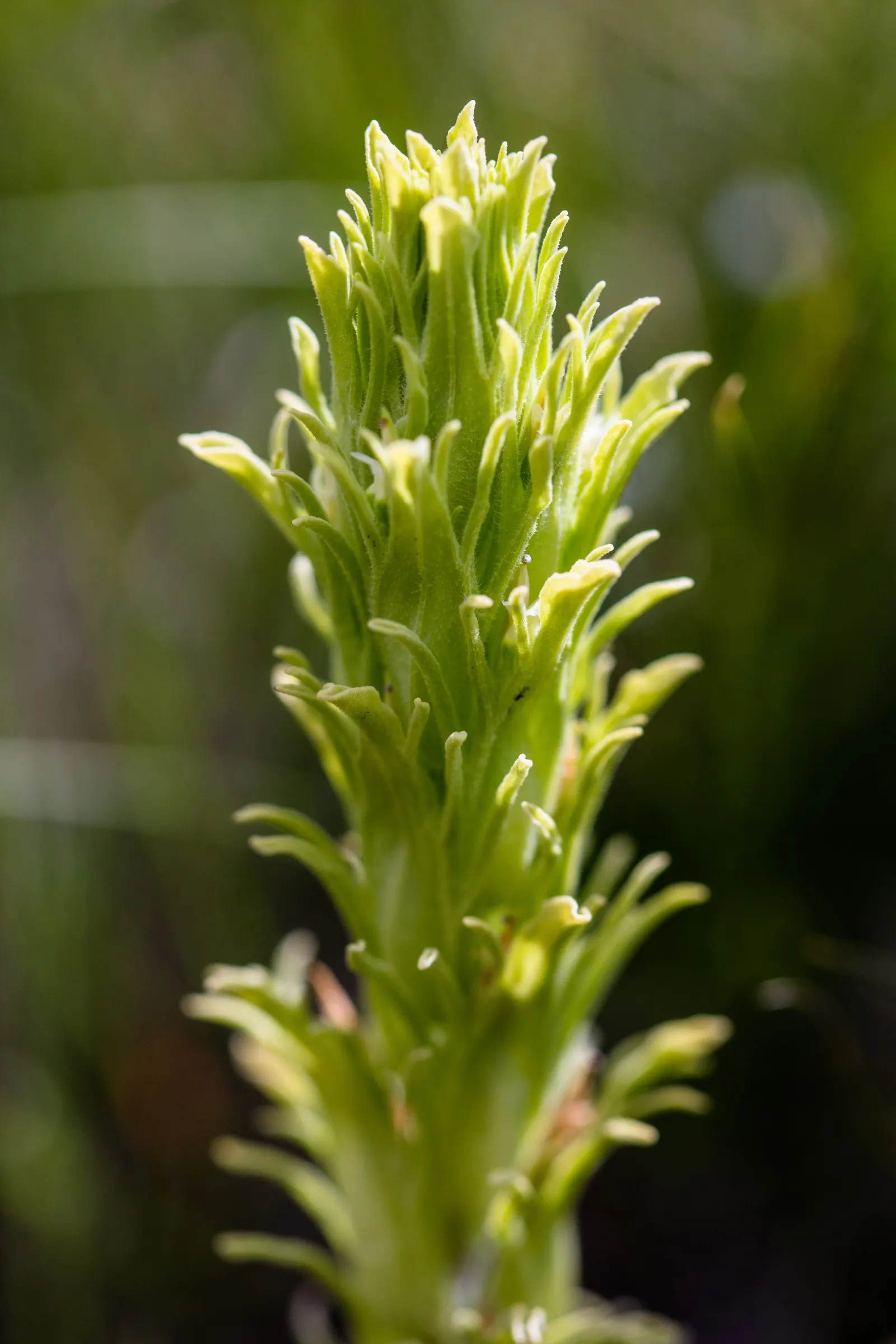Indian Paintbrush (Castilleja Affinis) — which are tubular and greenish.<br><br>For a successful landscape integration; when composing your garden