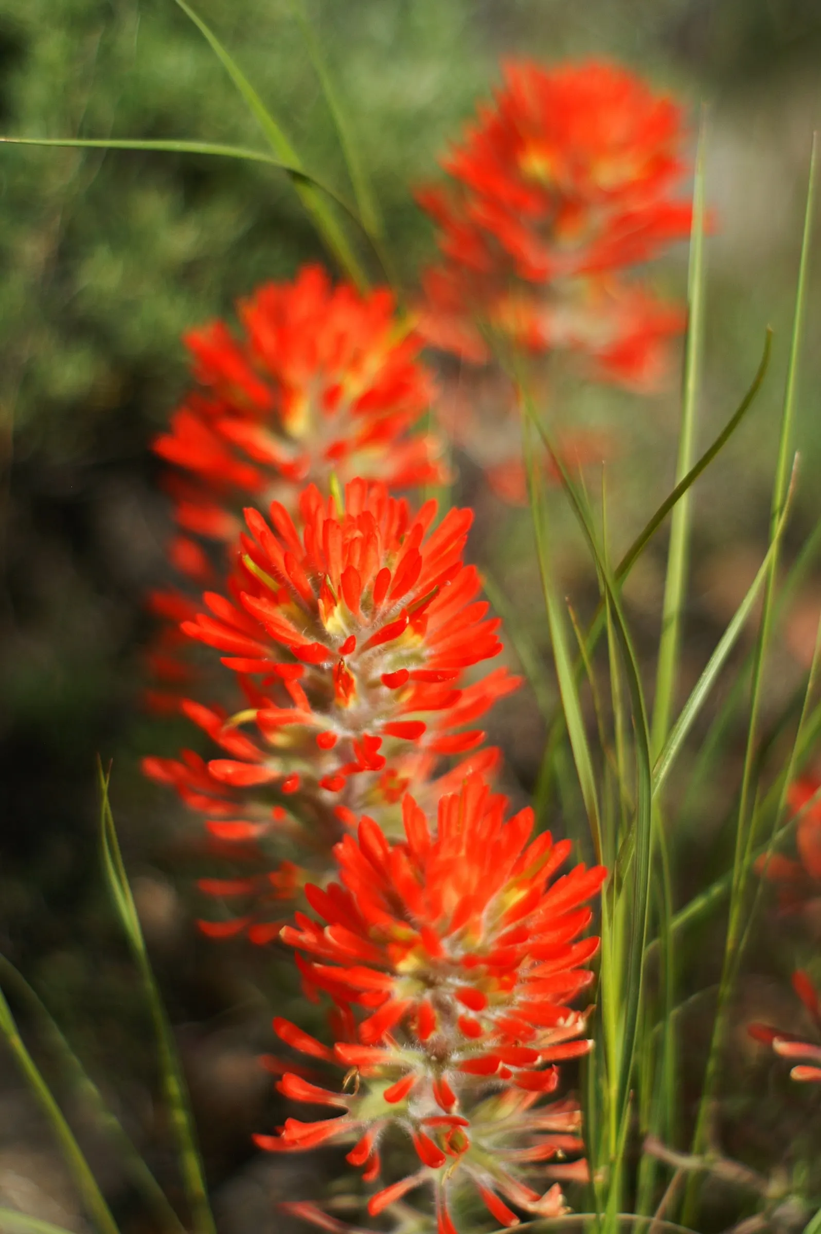 Indian Paintbrush (Castilleja Affinis) — The "flowers" of the Indian Paintbrush