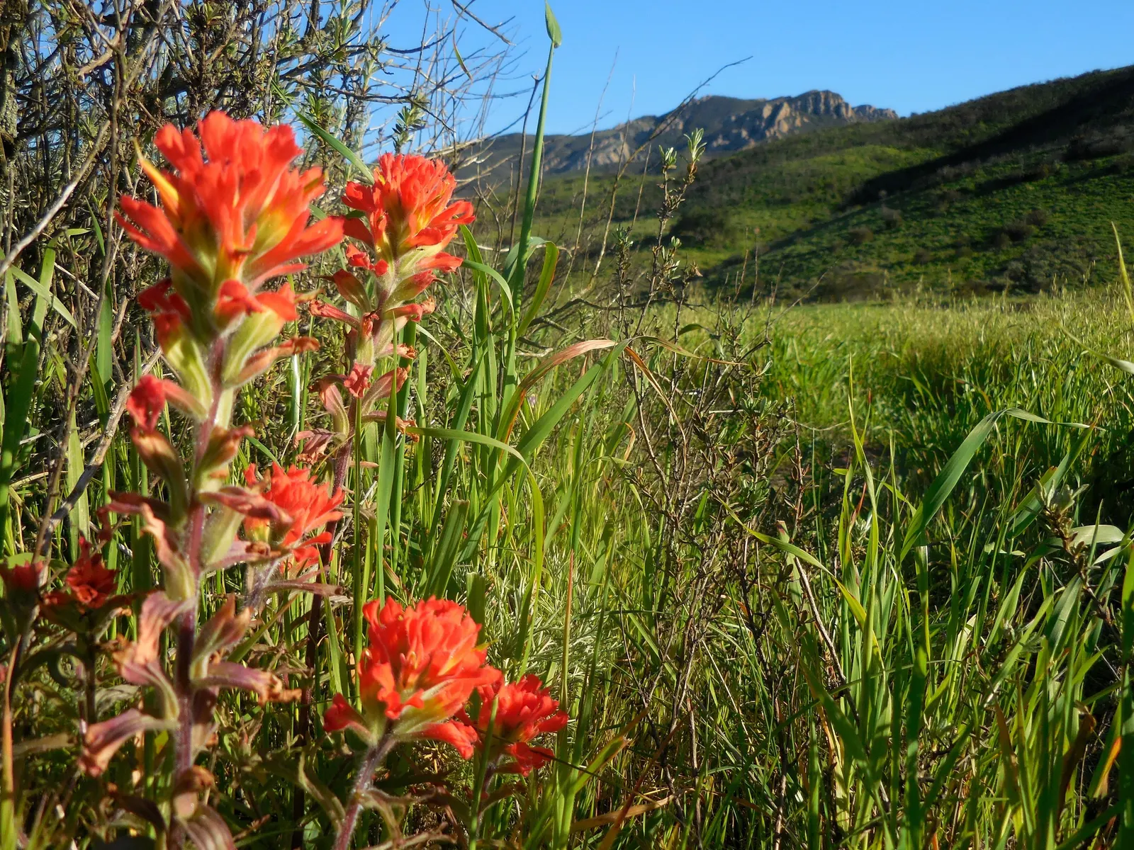 Indian Paintbrush (Castilleja Affinis) — Indian Paintbrush is a low-maintenance, image 131