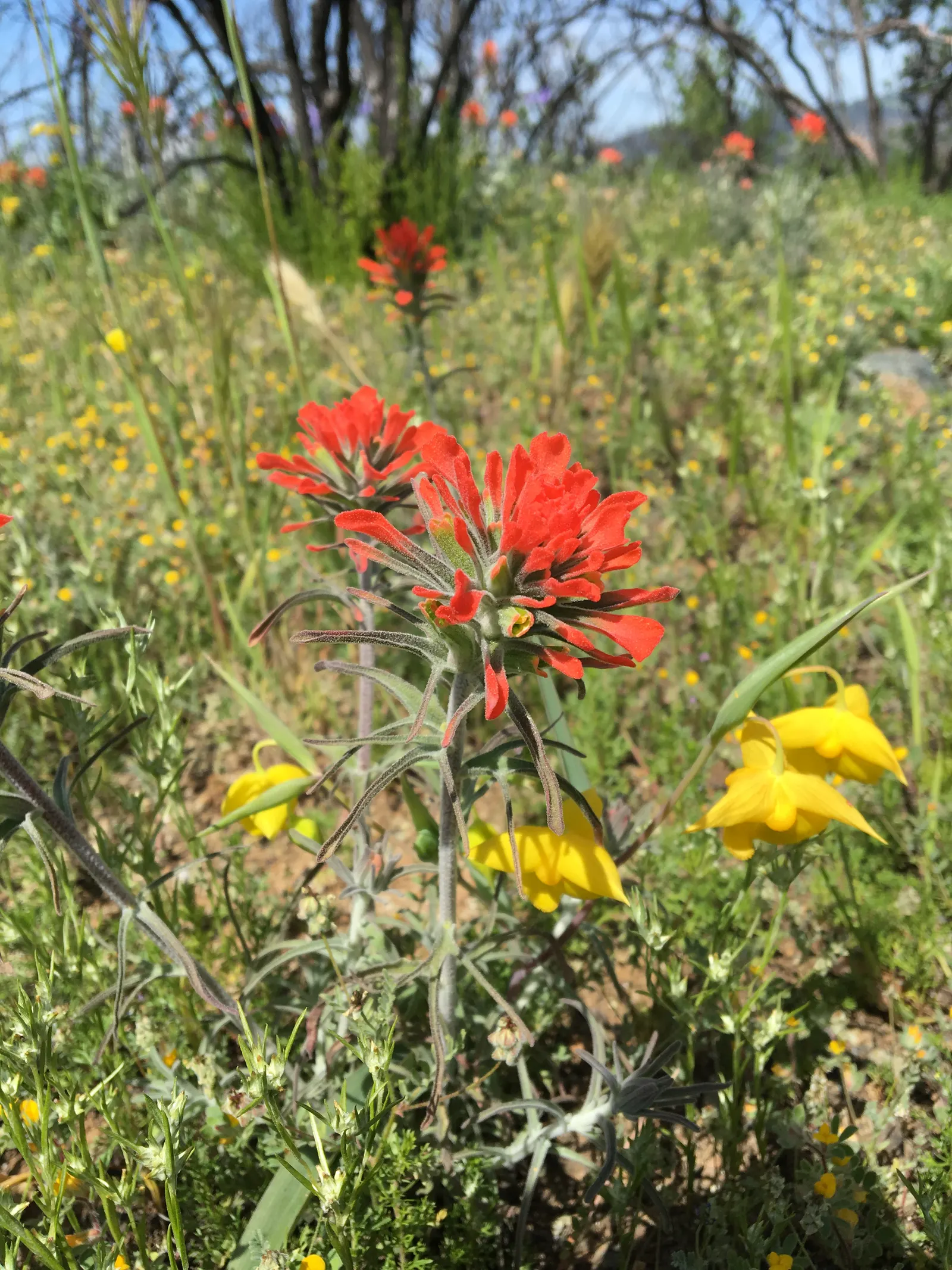 Indian Paintbrush (Castilleja Affinis) — observed from late spring to early summer