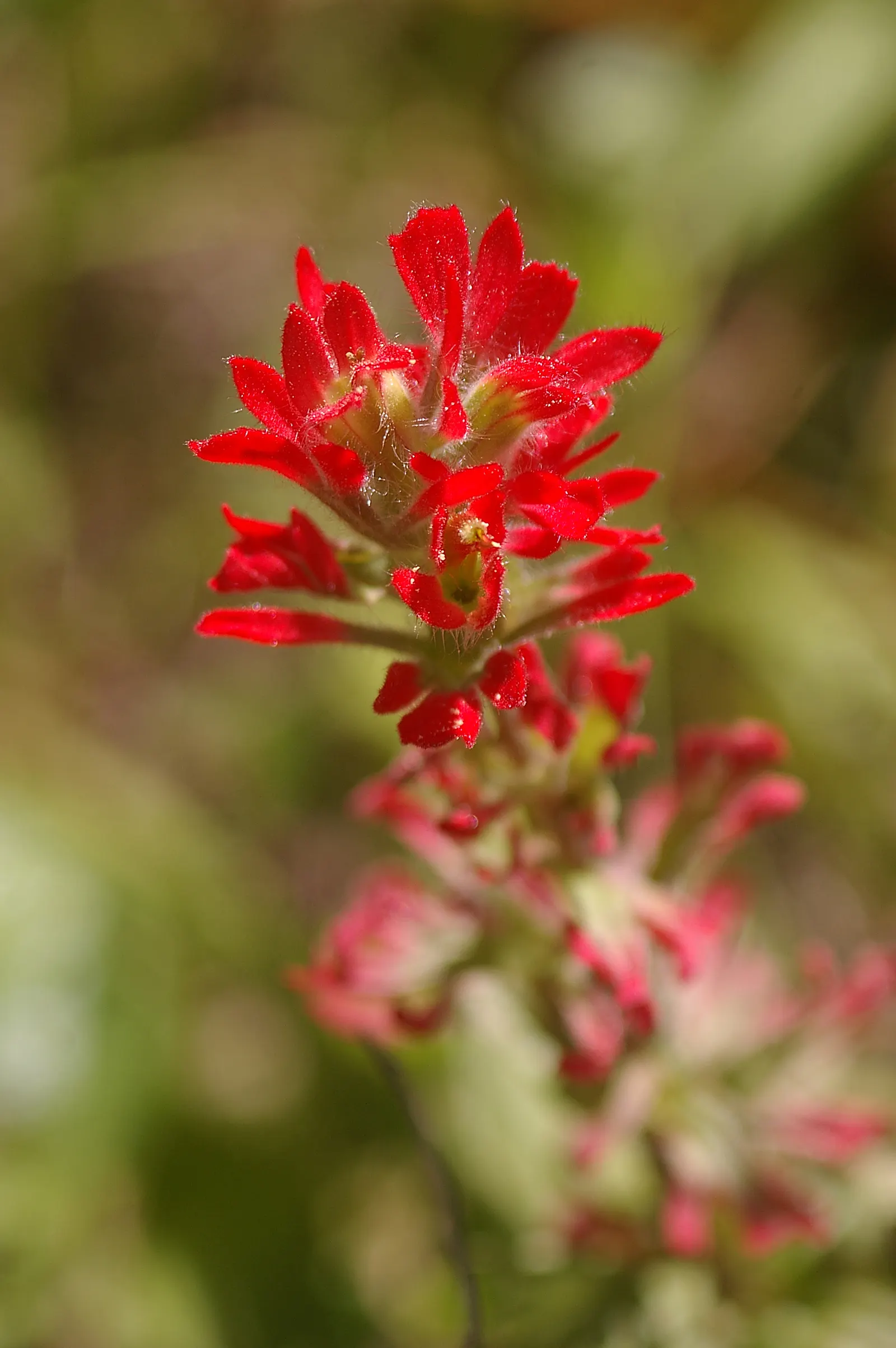 Indian Paintbrush (Castilleja Affinis) — positioning these vibrant plants in full sun to partial shade will maximize their blooming potential, image 126