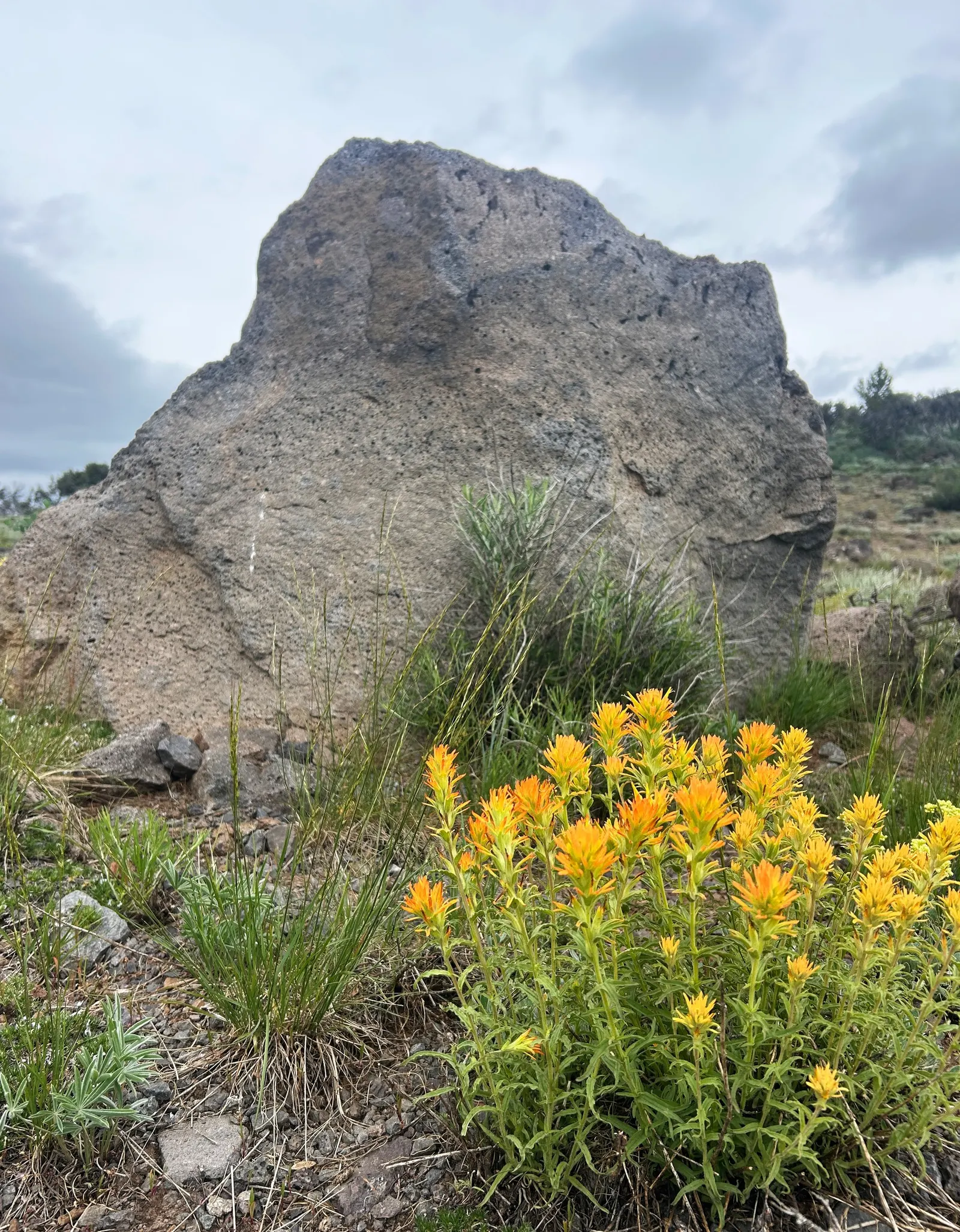 Indian Paintbrush (Castilleja Affinis) — It prefers well-draining soils and can tolerate drought