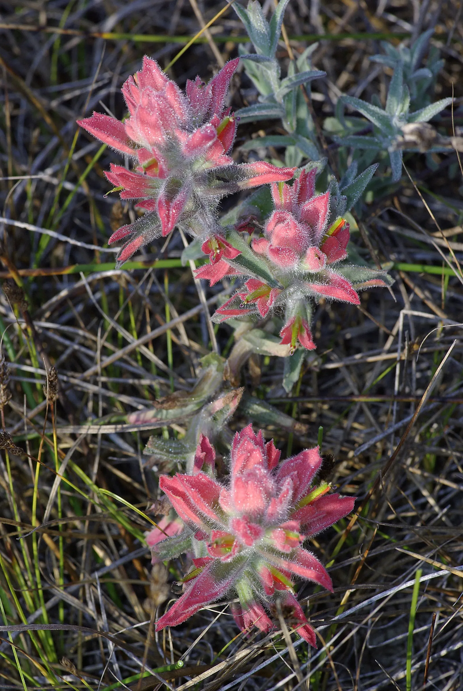 Indian Paintbrush (Castilleja Affinis) — When composing your garden; which can serve as a subtle backdrop to its fiery floral display, image 129