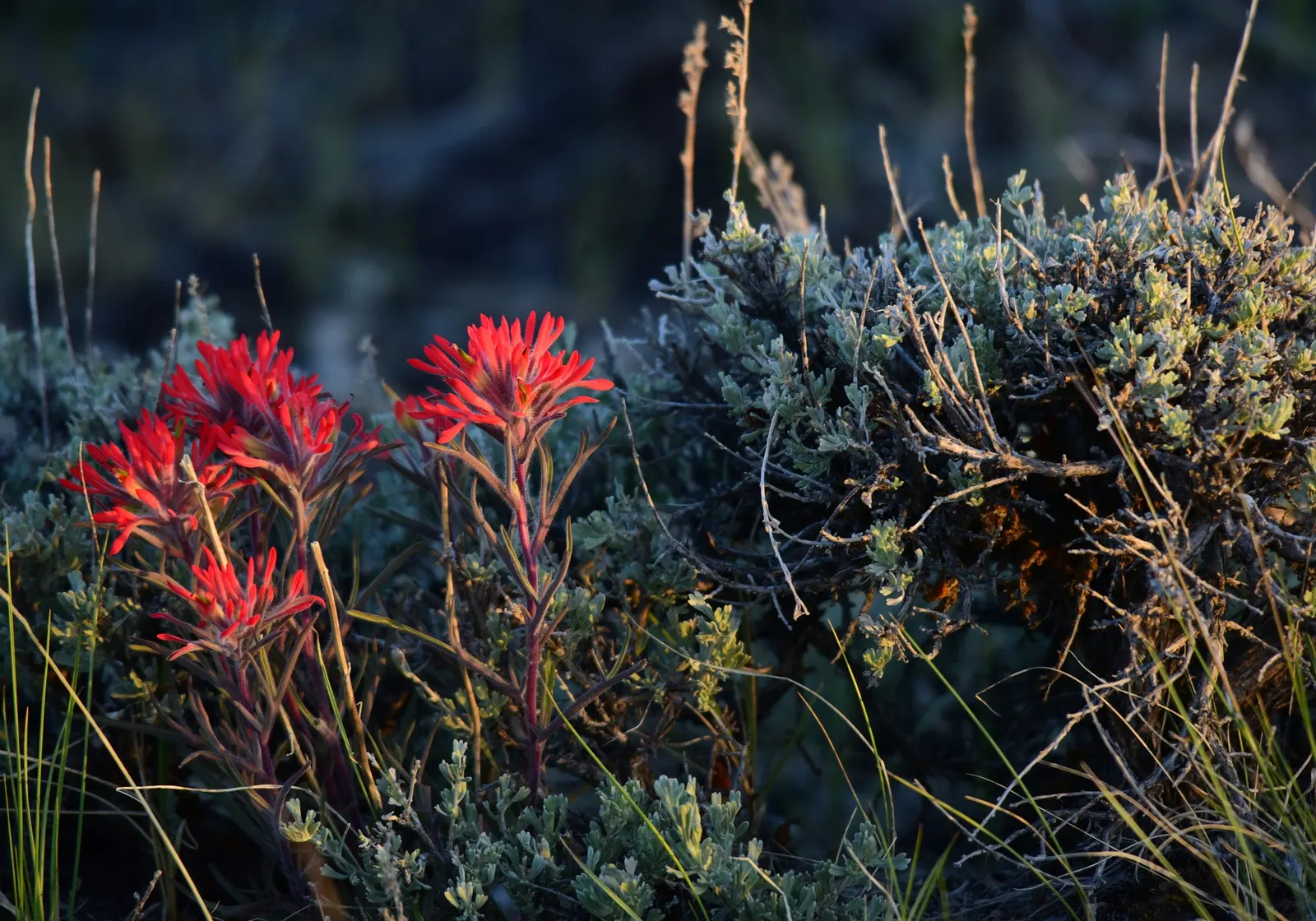 Indian Paintbrush (Castilleja Affinis) — The "flowers" of the Indian Paintbrush; which are brilliantly coloured in shades of red