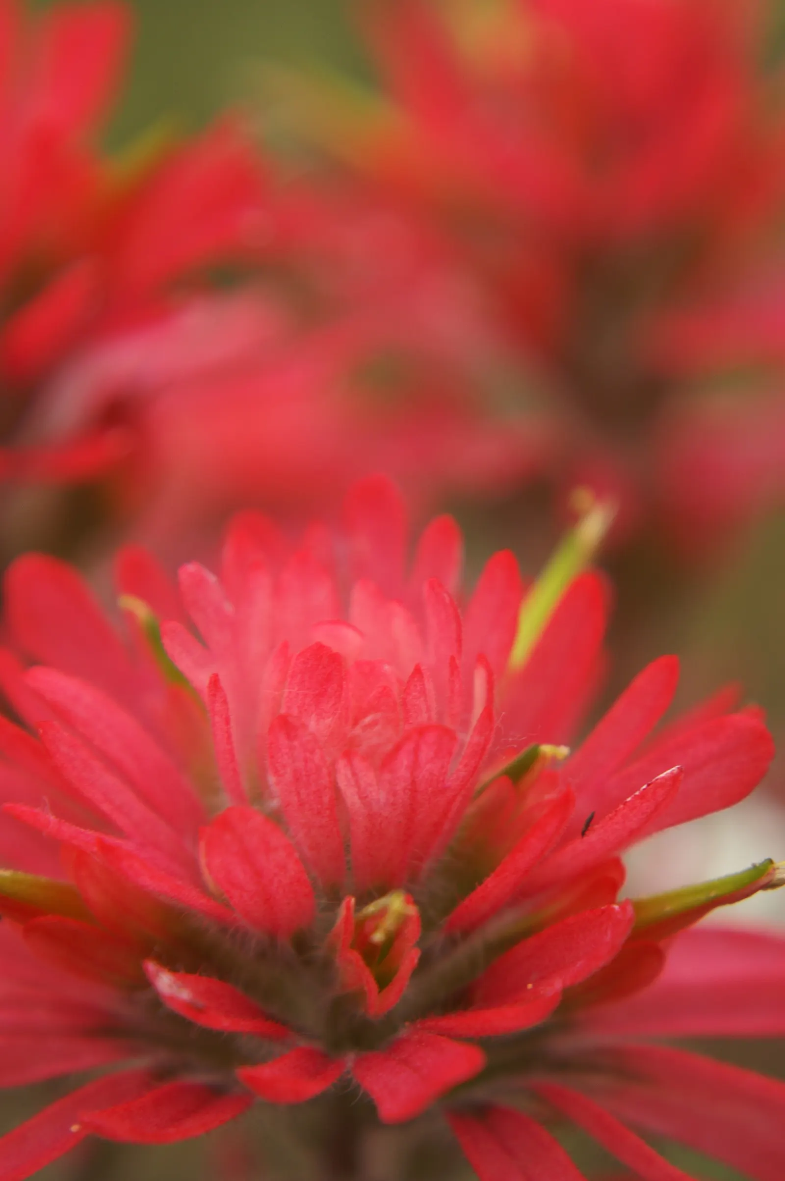 Indian Paintbrush (Castilleja Affinis) — perennial for full