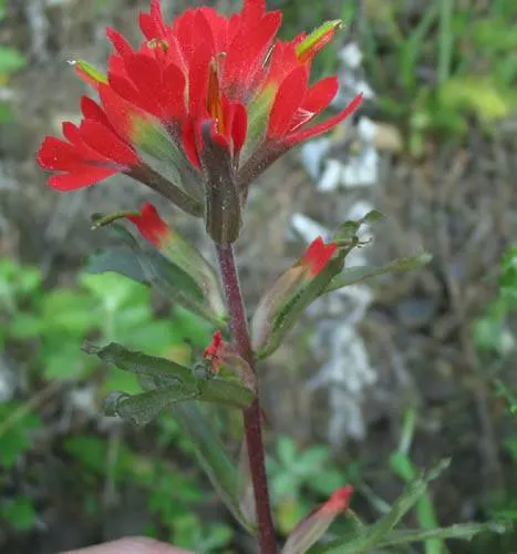 Indian Paintbrush (Castilleja Affinis) — which are tubular and greenish.<br><br>For a successful landscape integration; when composing your garden, image 123