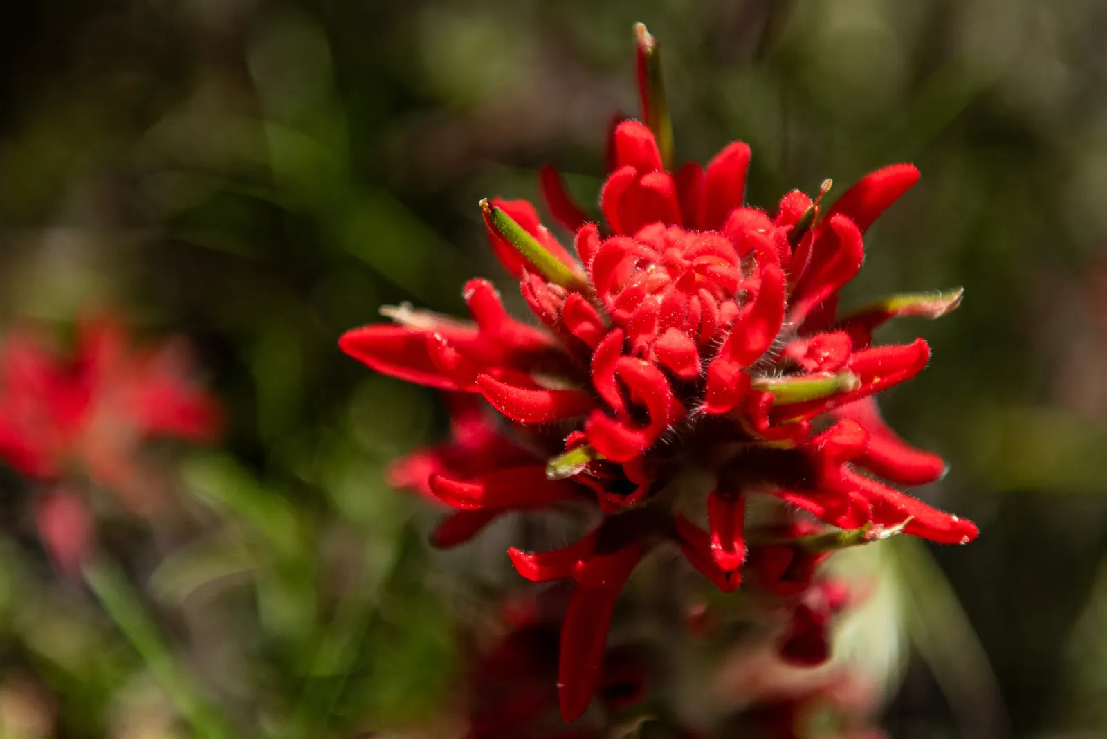 Indian Paintbrush (Castilleja Affinis) — which can serve as a subtle backdrop to its fiery floral display; is a perennial wildflower native to the western