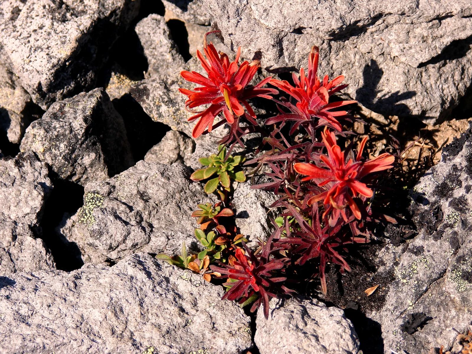 Indian Paintbrush (Castilleja Affinis) — It prefers well-draining soils and can tolerate drought; positioning these vibrant plants in full sun to partial shade