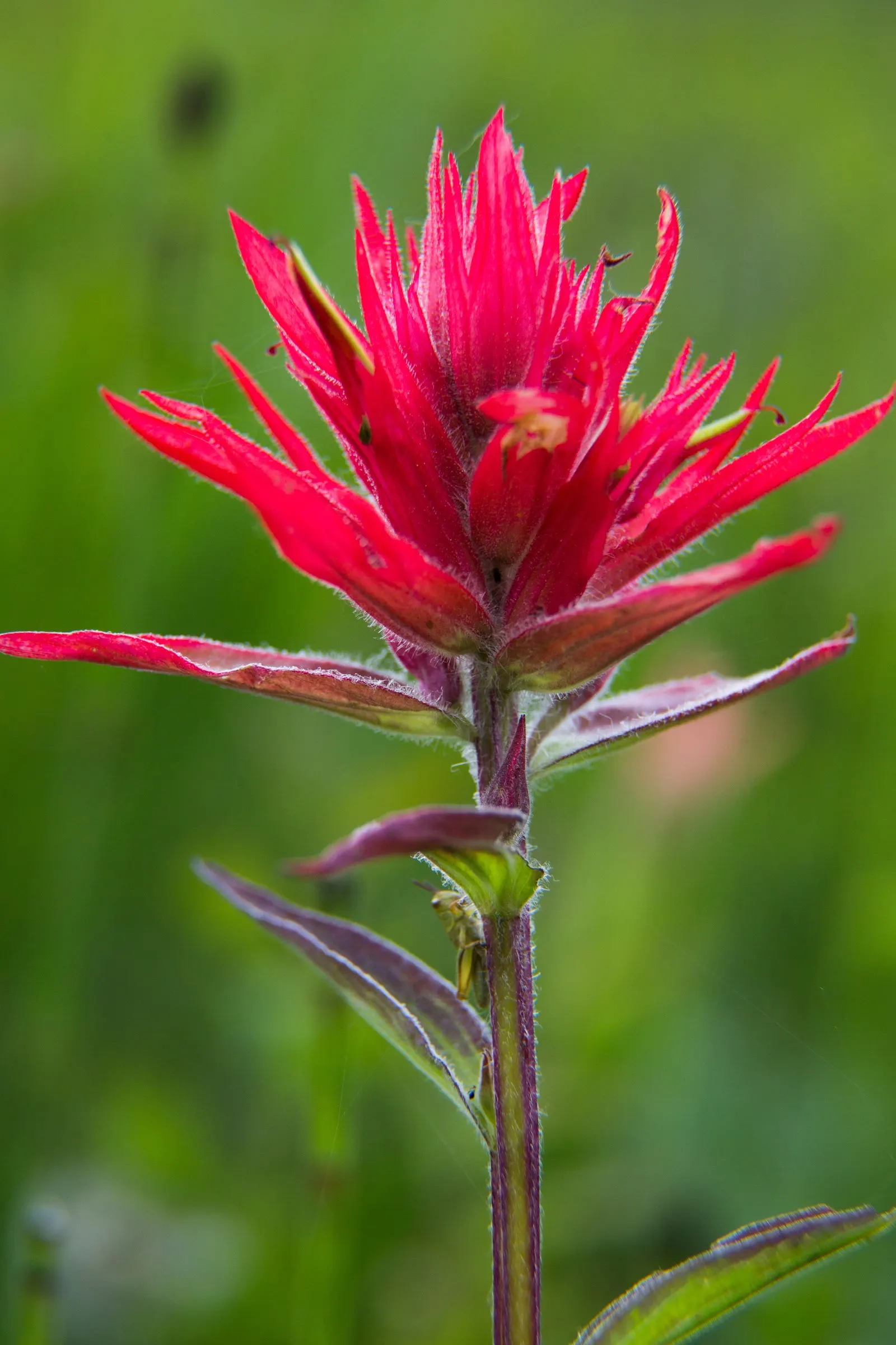 Indian Paintbrush (Castilleja Affinis) — they are excellent attractors of pollinators such as hummingbirds and bees