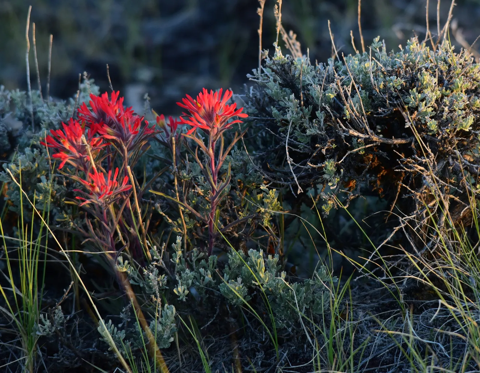 Indian Paintbrush (Castilleja Affinis) — orange and pink and red flowers in the garden