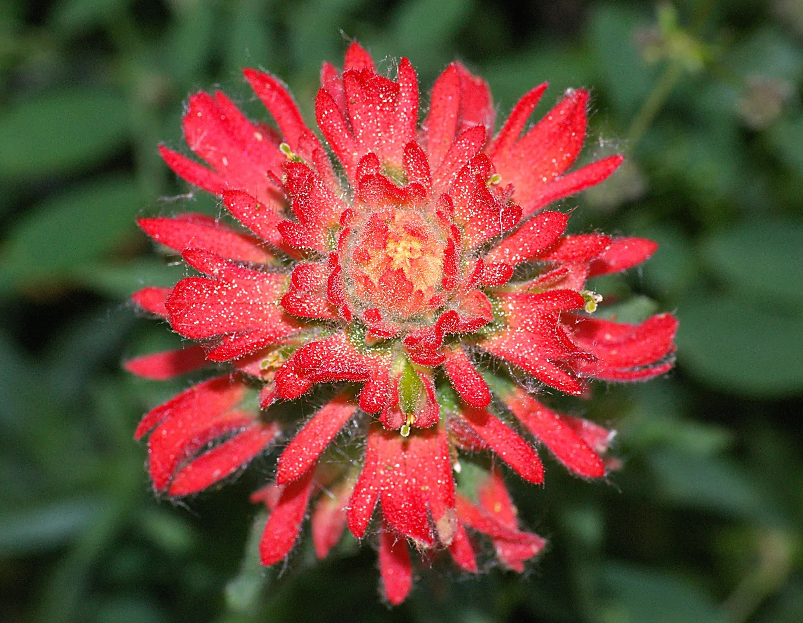 Indian Paintbrush (Castilleja Affinis) — This makes Castilleja affinis a suitable candidate for xeriscaping.<br><br>In a landscape design; this, image 125