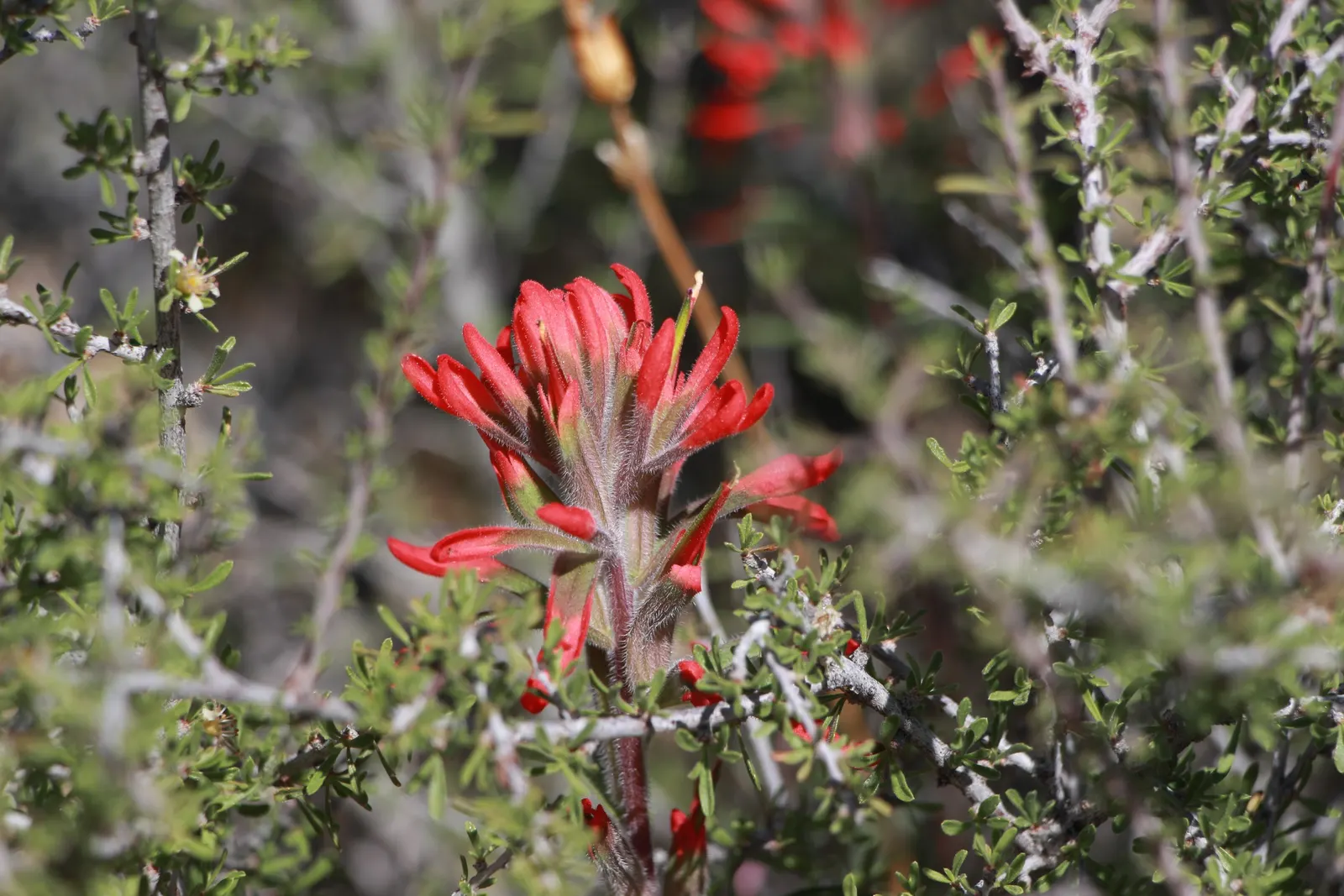 Indian Paintbrush (Castilleja Affinis) — Native to western North America, it thrives in full sun, reaching 1-2 feet in height