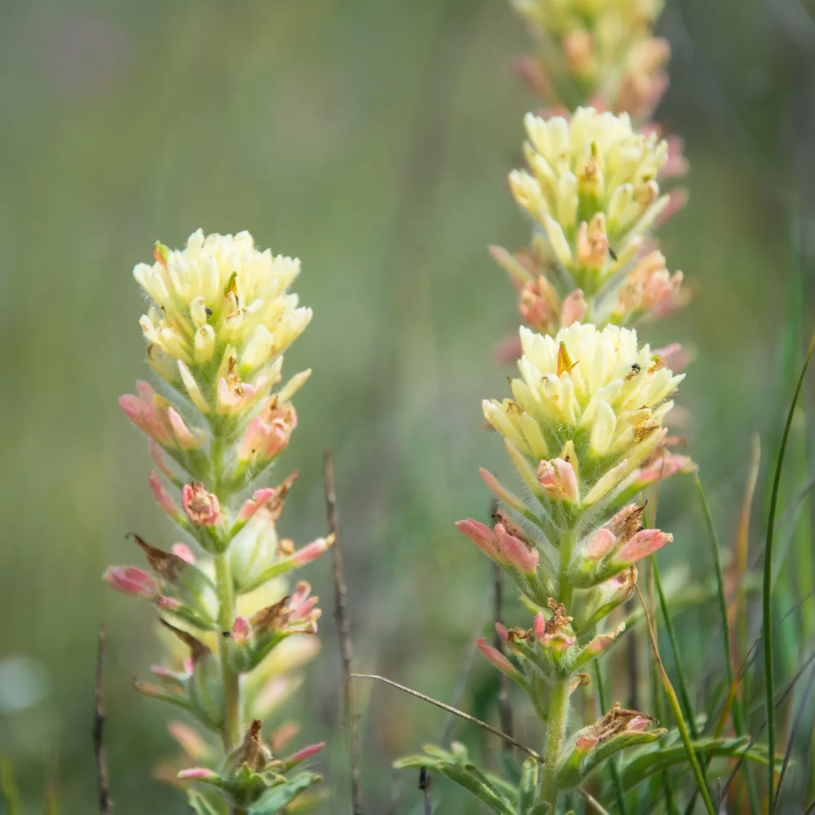 Indian Paintbrush (Castilleja Affinis) — bringing both visual interest and habitat support to your landscape; it prefers well-draining soils and, image 132