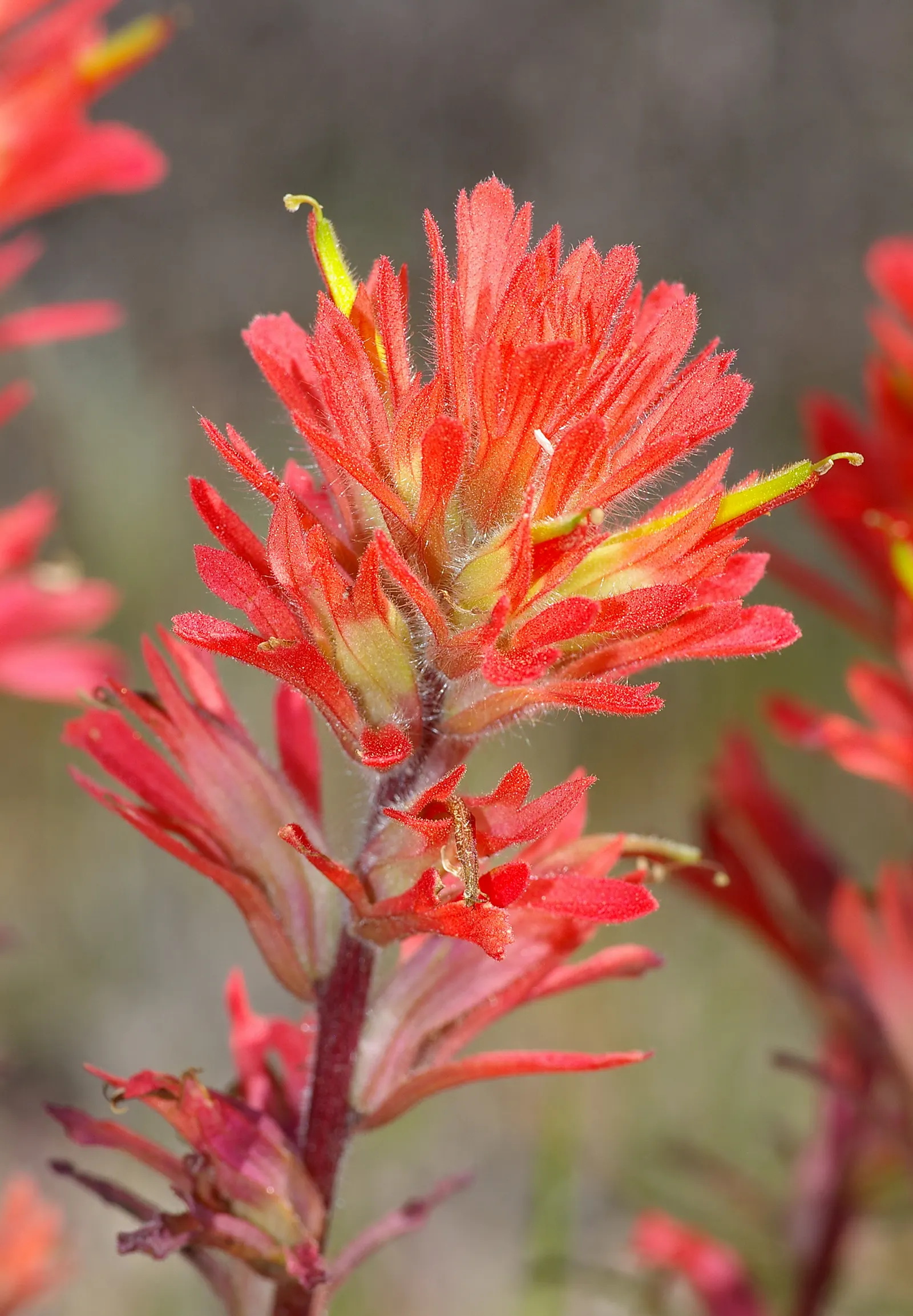 Indian Paintbrush (Castilleja Affinis) — they are excellent attractors of pollinators such as hummingbirds and bees; use them in groups or as, image 127