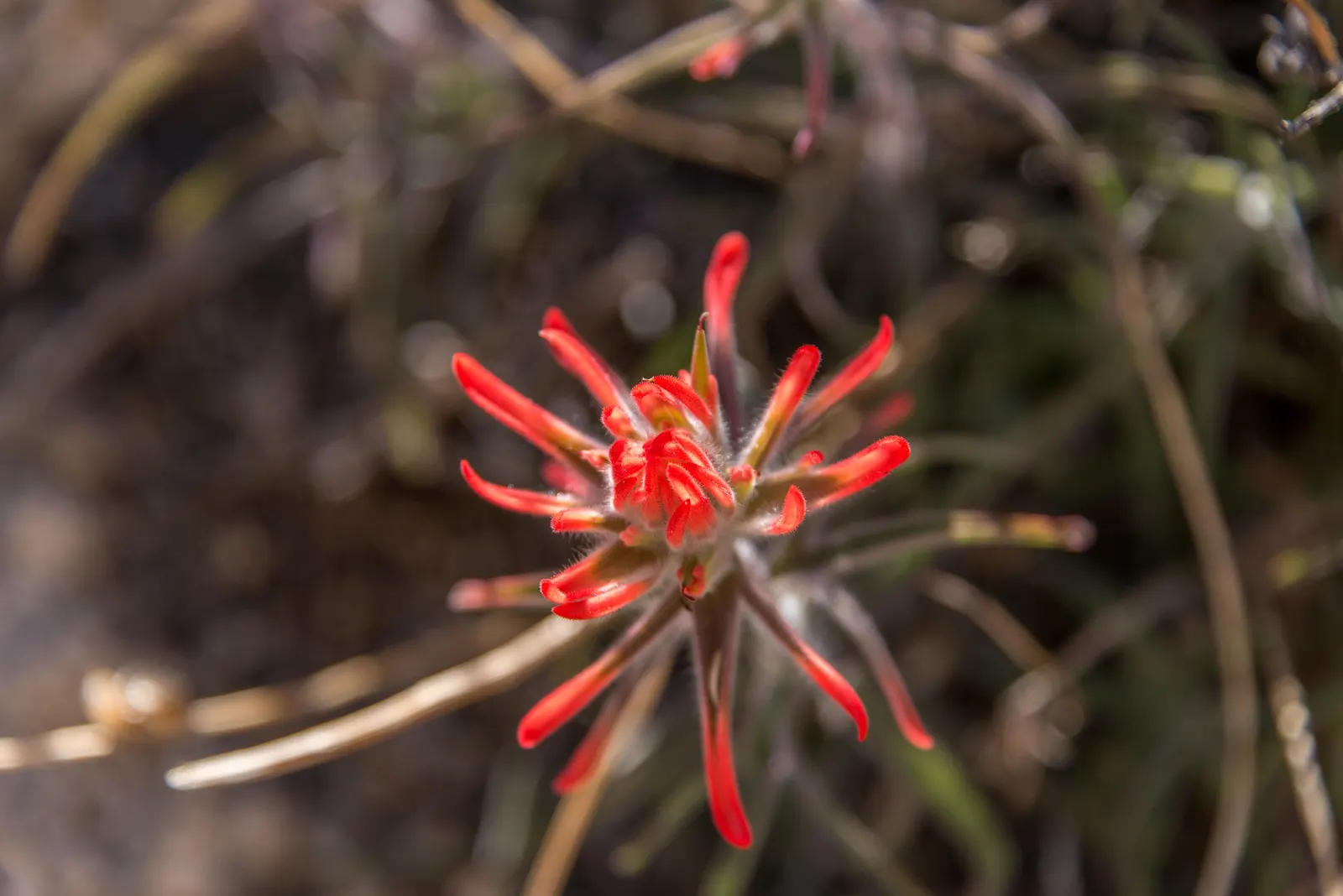 Indian Paintbrush (Castilleja Affinis) — enhancing the ecological value of the garden