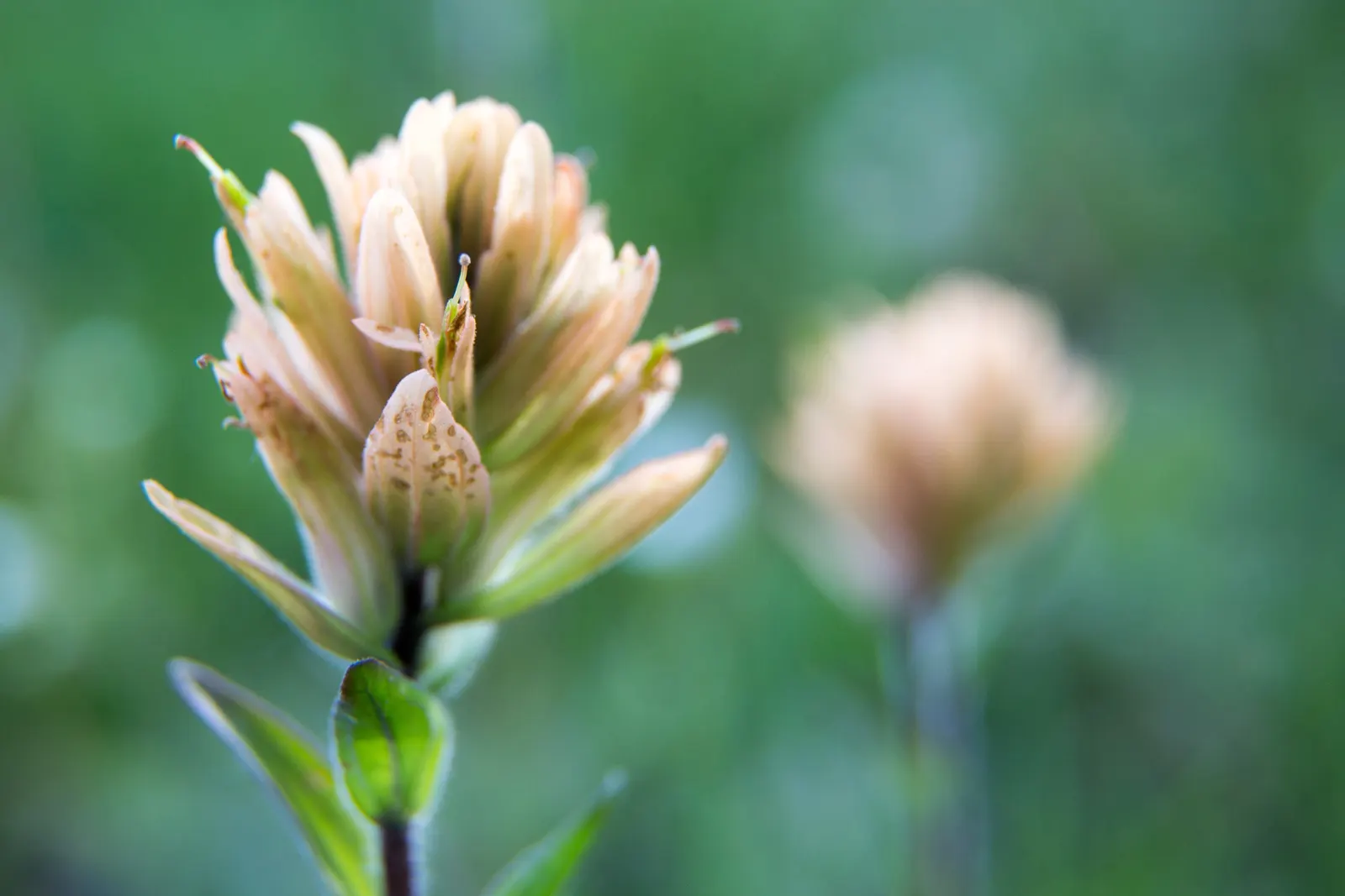 Indian Paintbrush (Castilleja Affinis) — Indian Paintbrush, Castilleja affinis, is a vibrant perennial known for its fiery red-orange bracts; plant in clusters