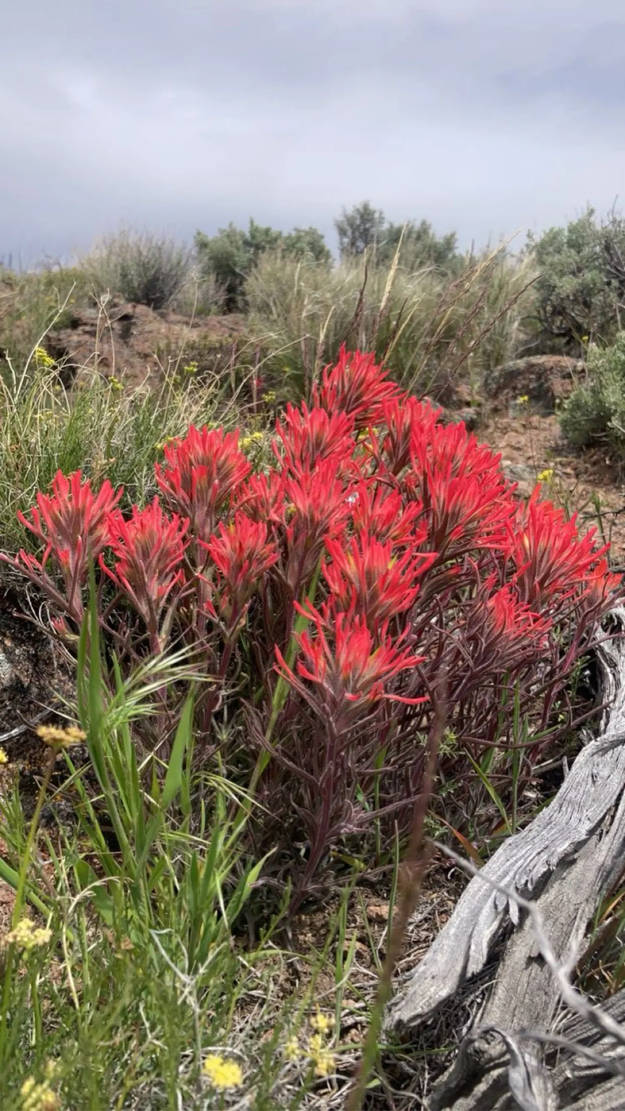 Indian Paintbrush (Castilleja Affinis) — Indian Paintbrush, Castilleja affinis, is a vibrant perennial known for its fiery red-orange bracts