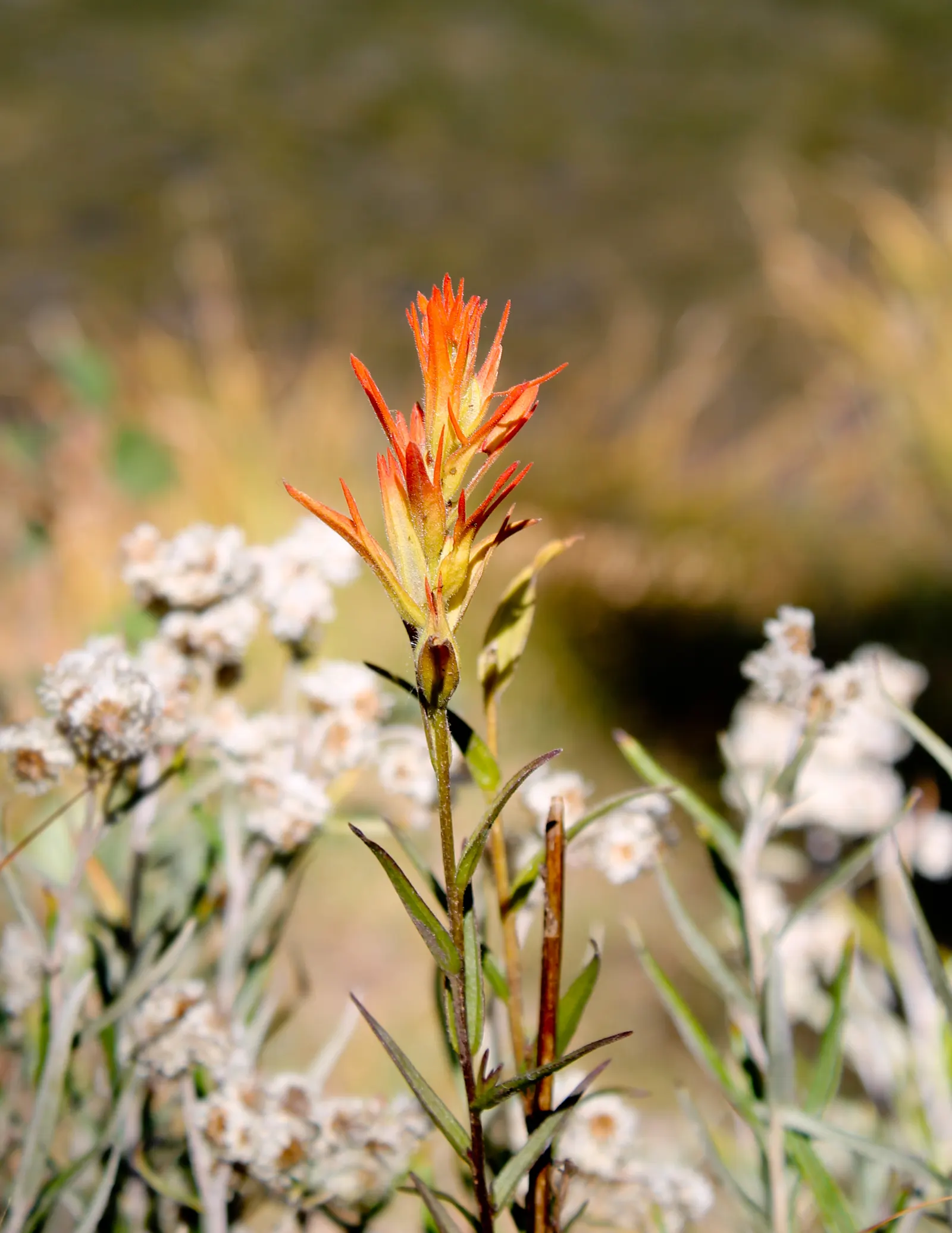 Indian Paintbrush (Castilleja Affinis) — this plant can reach a modest height of approximately 1 to 2 feet; perennial with orange and pink and red blooms