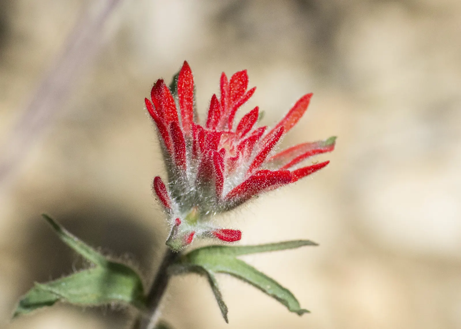 Indian Paintbrush (Castilleja Affinis) — Plant in clusters for a striking visual impact