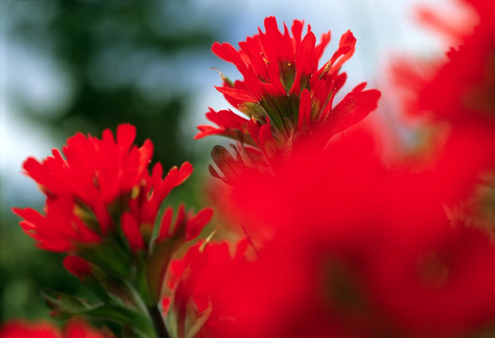 Indian Paintbrush (Castilleja Affinis) — creating the illusion of a painter\'s brush dipped in paint
