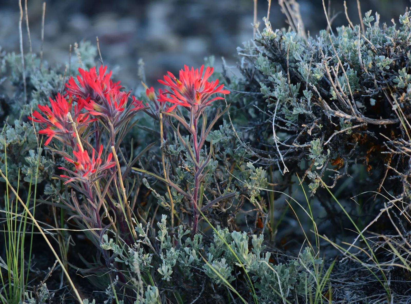 Indian Paintbrush (Castilleja Affinis) — bringing both visual interest and habitat support to your landscape