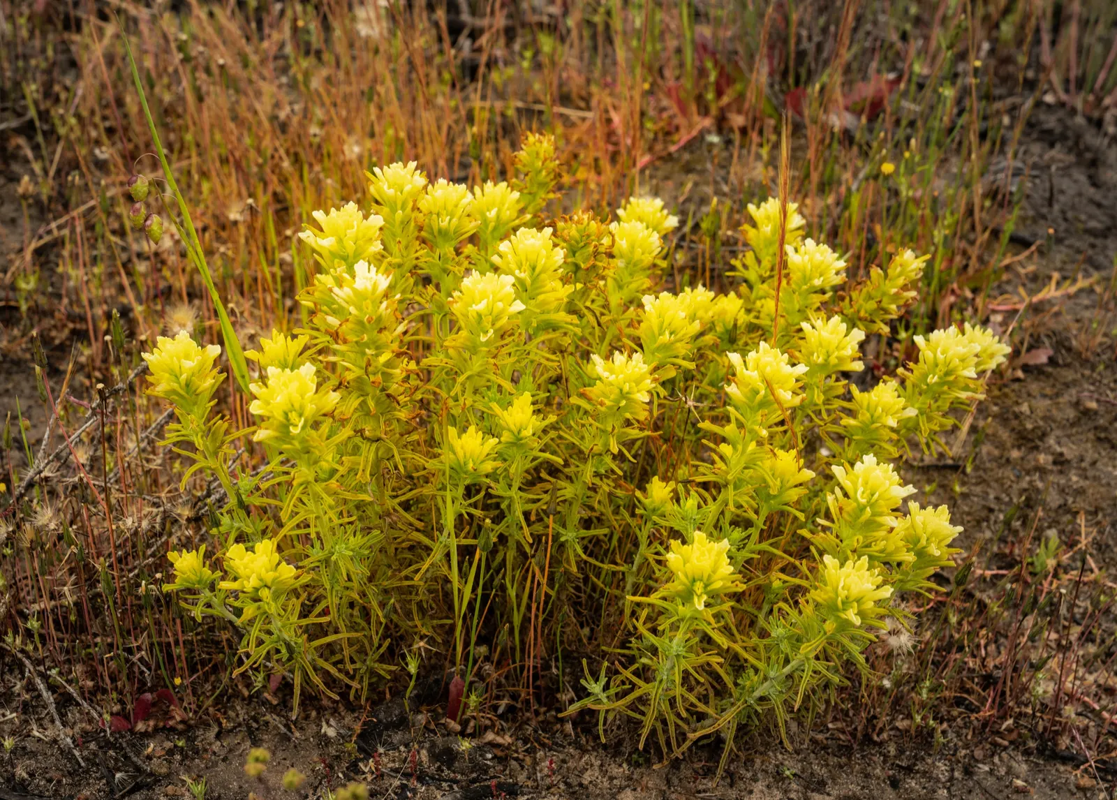 Indian Paintbrush (Castilleja Affinis) — This makes Castilleja affinis a suitable candidate for xeriscaping.<br><br>In a landscape design; this plant can reach