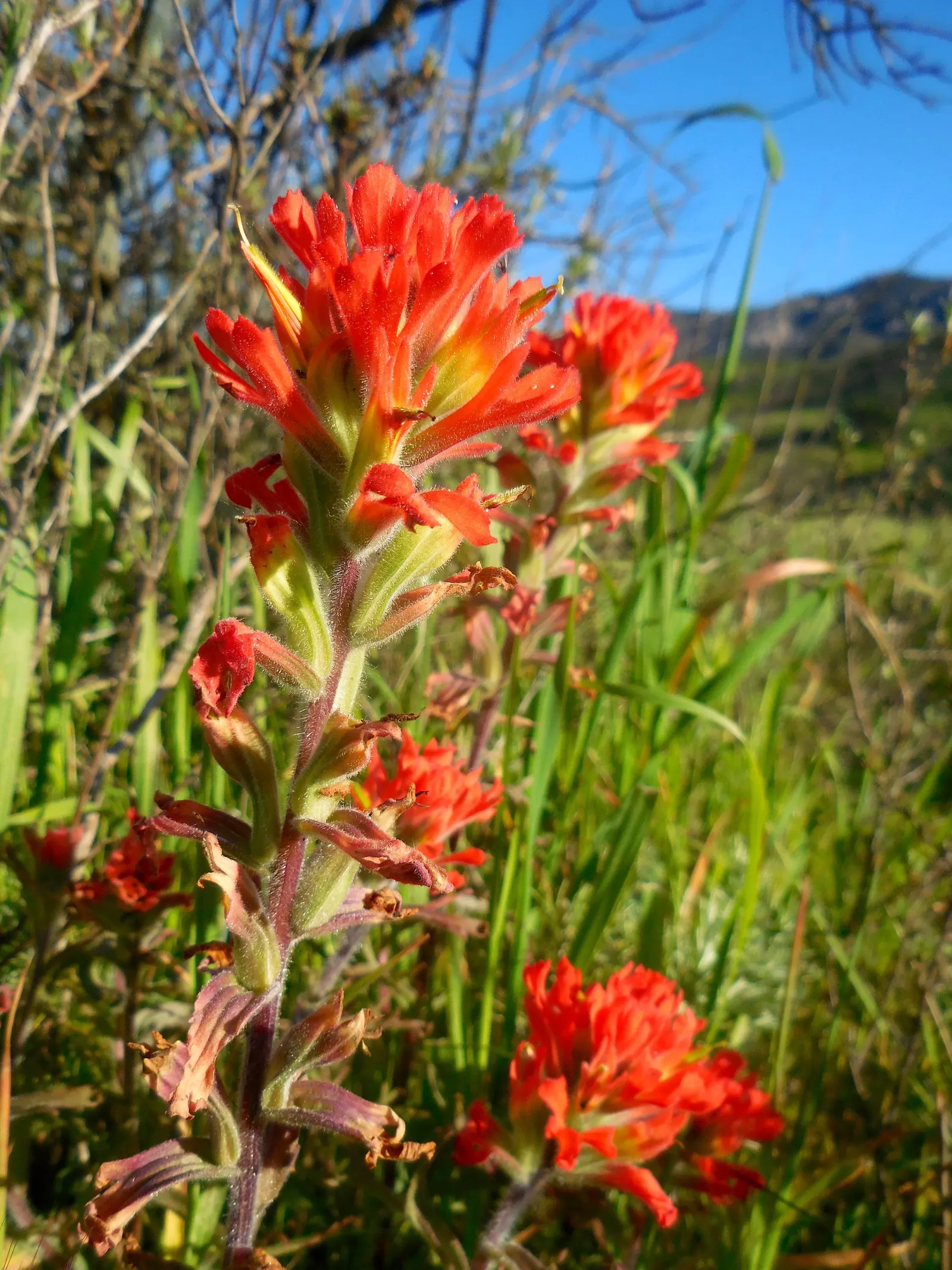 Indian Paintbrush (Castilleja Affinis) — perennial with orange and pink and red blooms; this makes Castilleja affinis a suitable candidate for, image 134