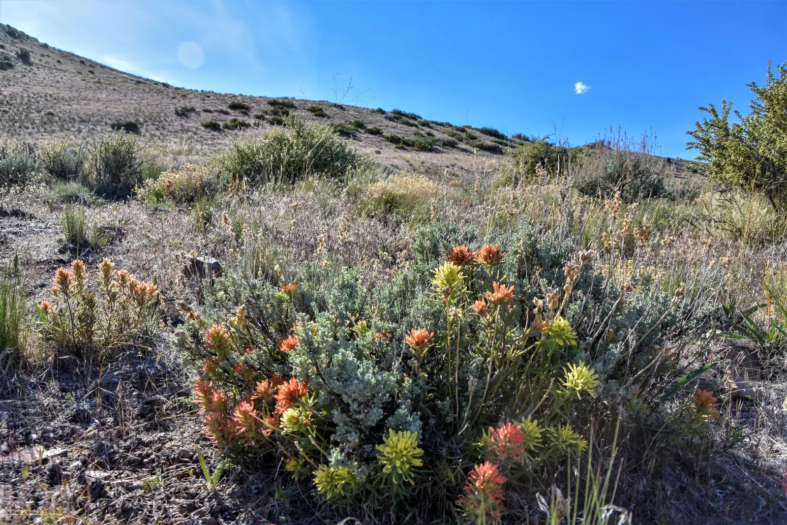 Indian Paintbrush (Castilleja Affinis) — Celebrated for its vibrant bristle-like inflorescences; they are excellent attractors of pollinators such as