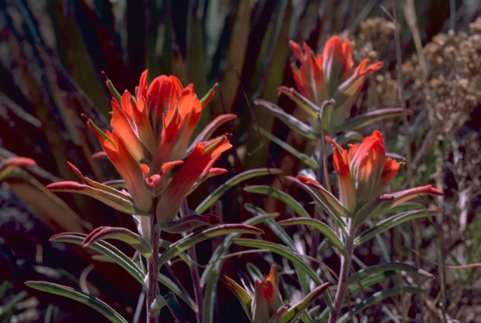 Indian Paintbrush (Castilleja Affinis) — is a perennial wildflower native to the western coastal regions of North America