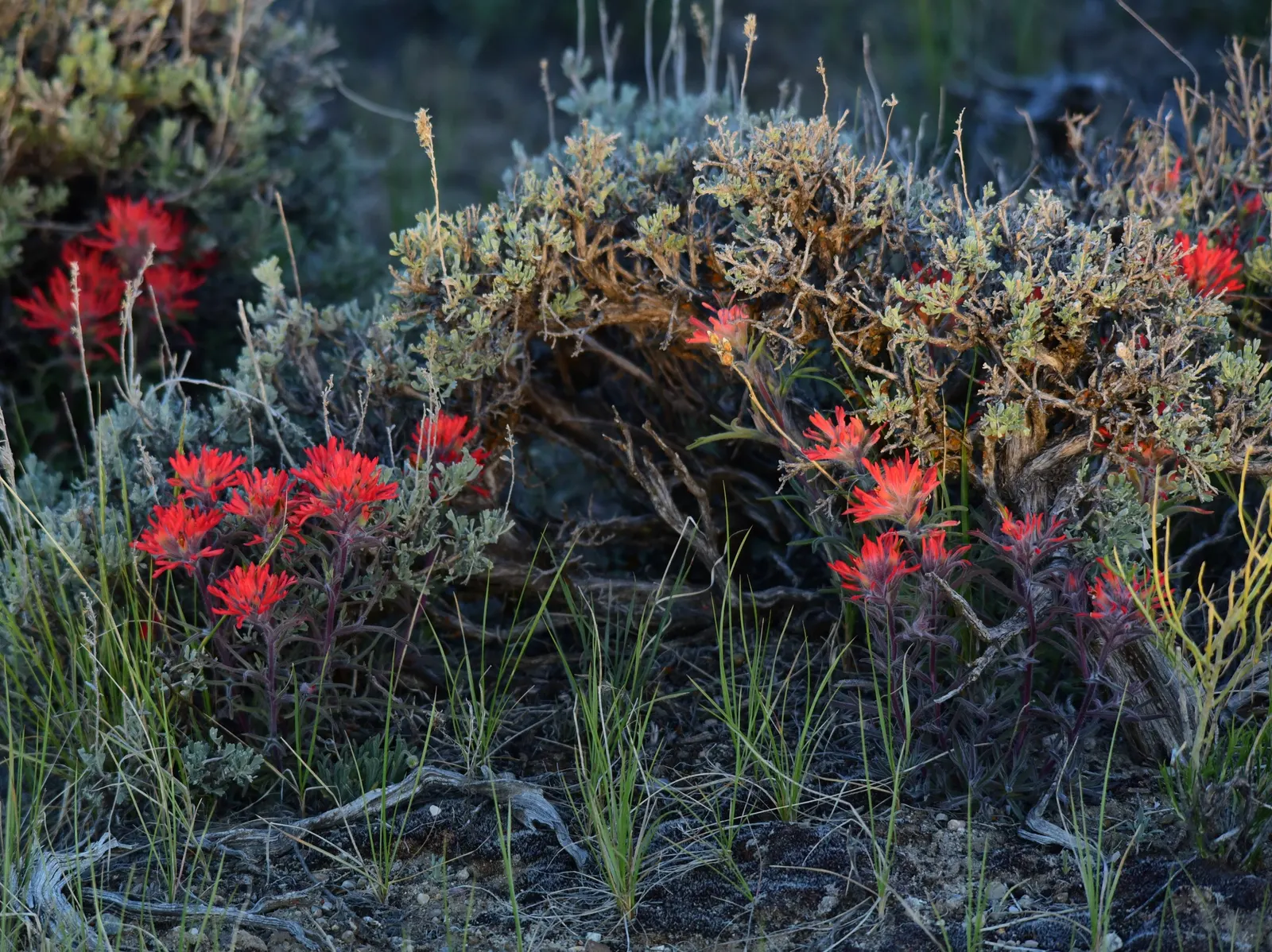 Indian Paintbrush (Castilleja Affinis) — perennial with orange and pink and red blooms