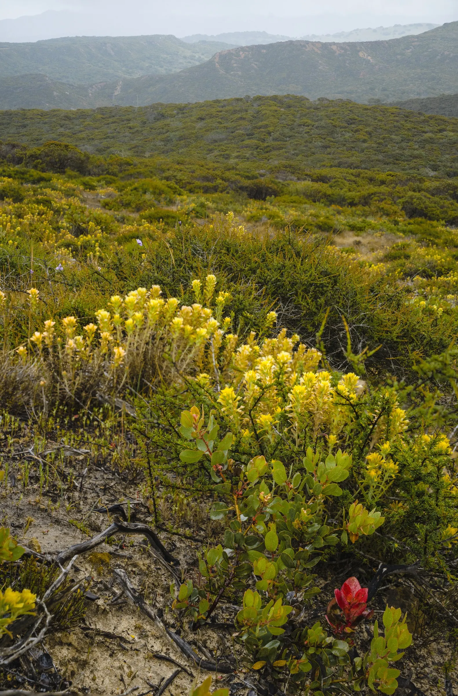 Indian Paintbrush (Castilleja Affinis) — which are brilliantly coloured in shades of red