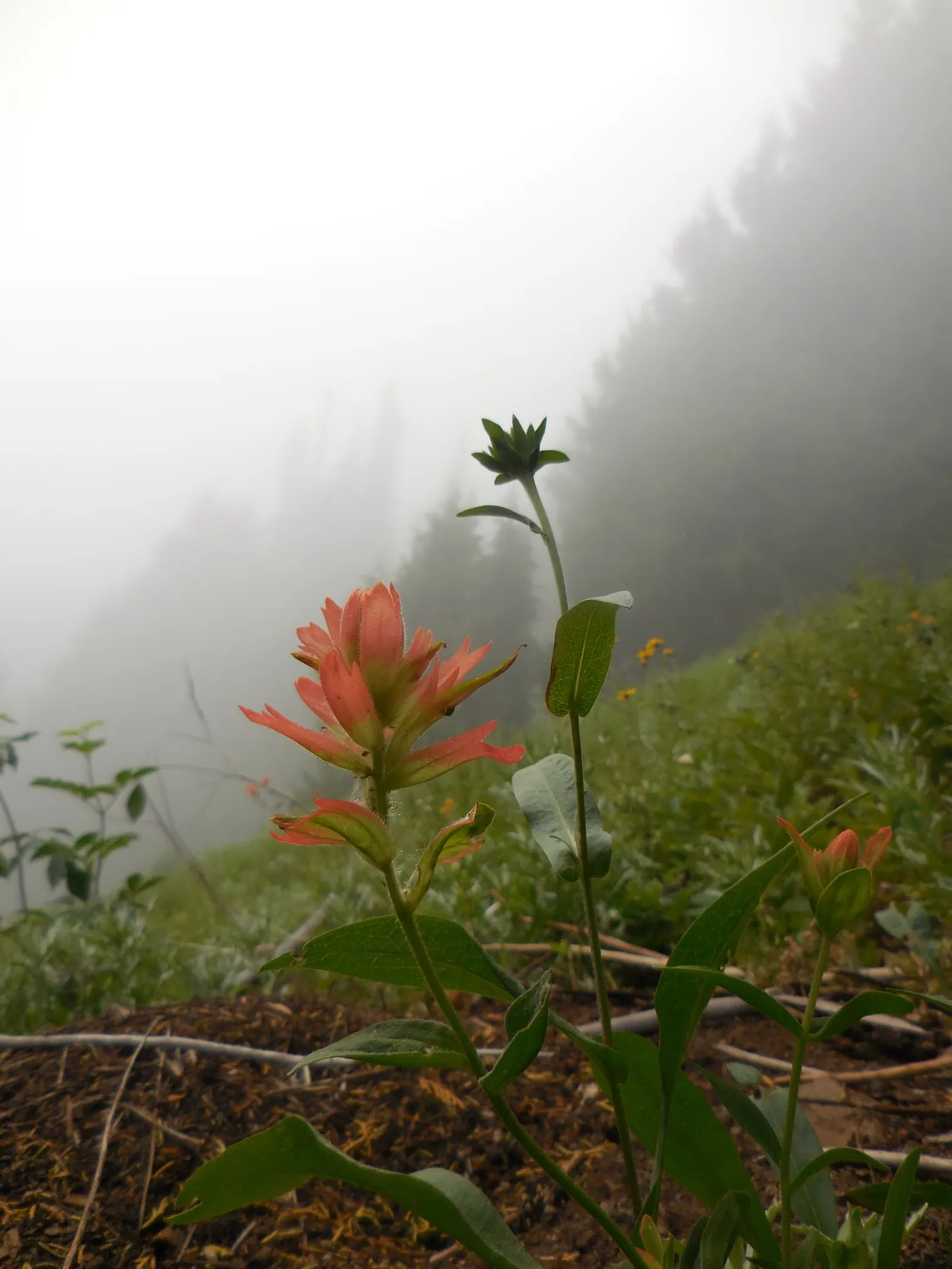 Indian Paintbrush (Castilleja Affinis) — are actually modified leaves