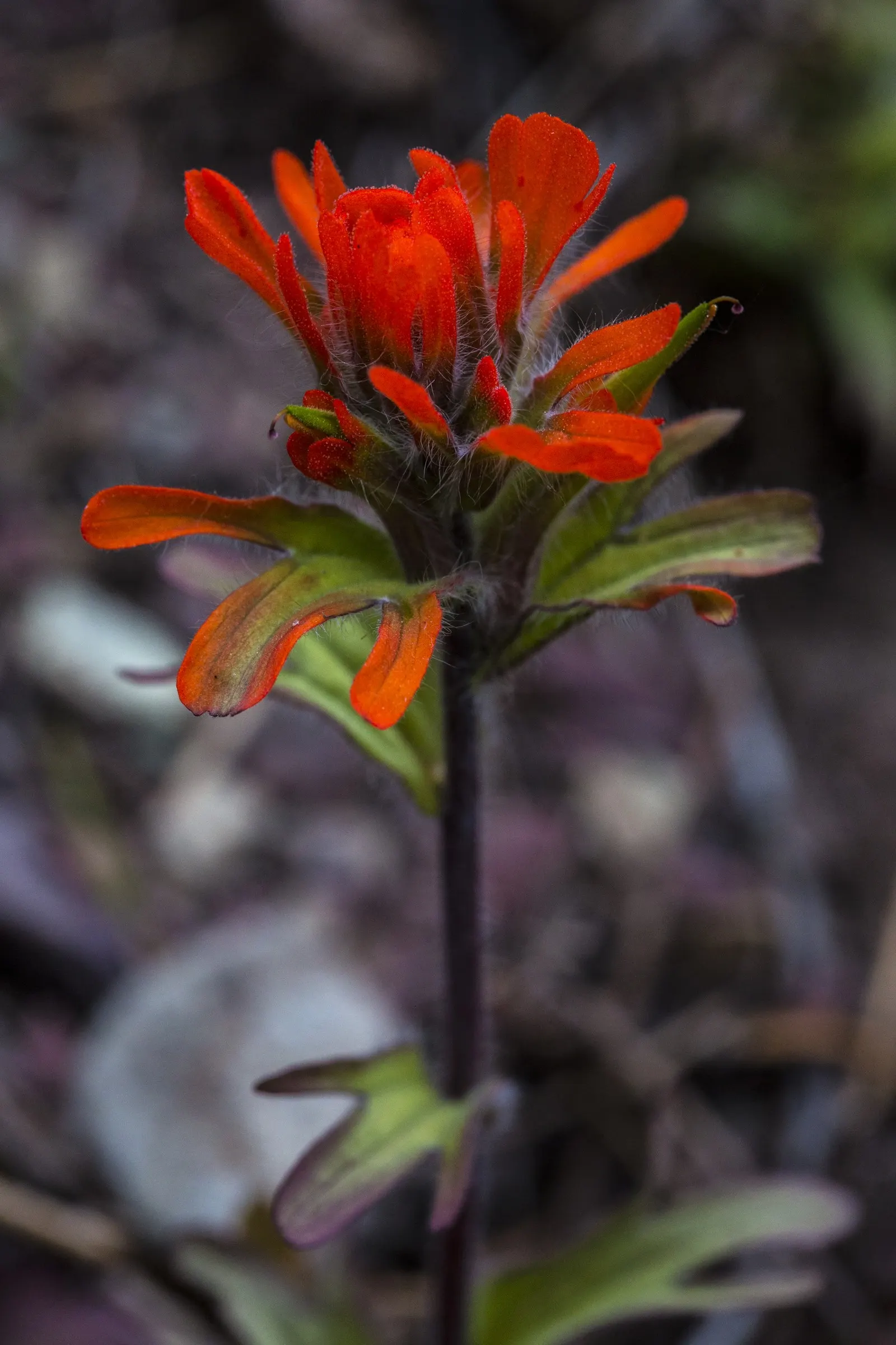 Indian Paintbrush (Castilleja Affinis) — observed from late spring to early summer; enhancing the ecological value of the garden