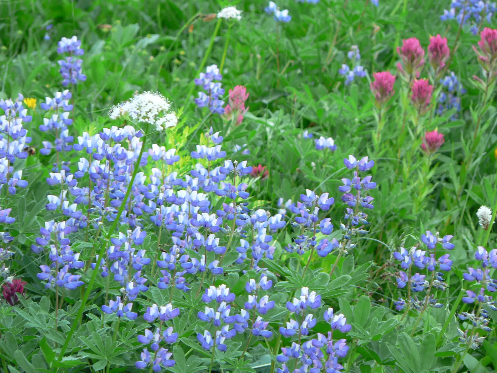 Indian Paintbrush (Castilleja Affinis) — scientifically known as Castilleja affinis, image 32
