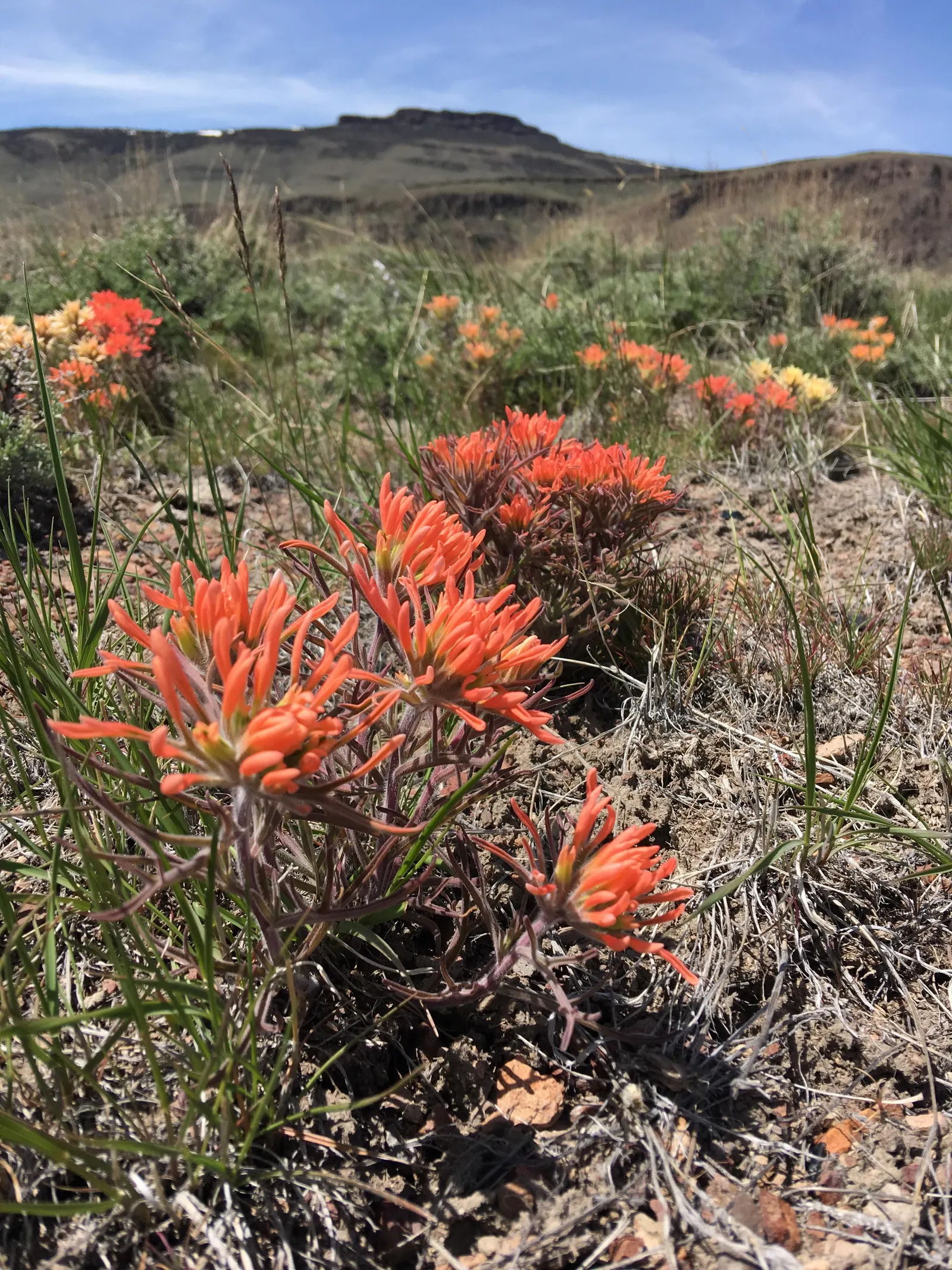 Indian Paintbrush (Castilleja Affinis) — positioning these vibrant plants in full sun to partial shade will maximize their blooming potential