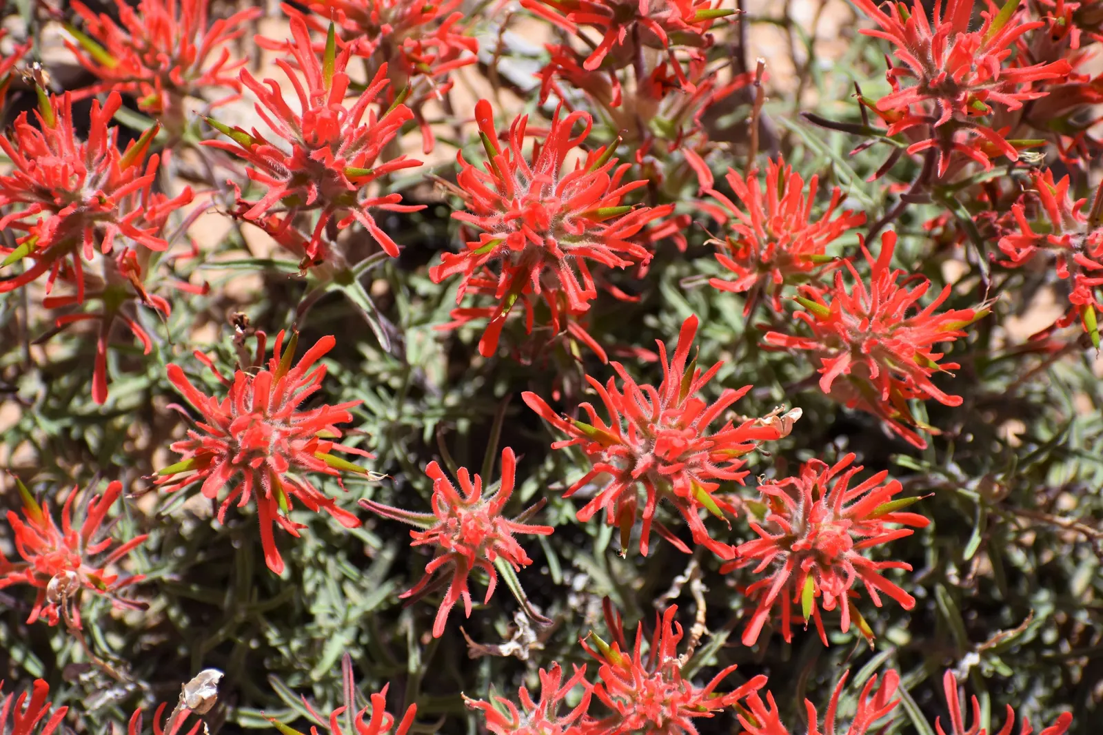 Indian Paintbrush (Castilleja Affinis) — When composing your garden