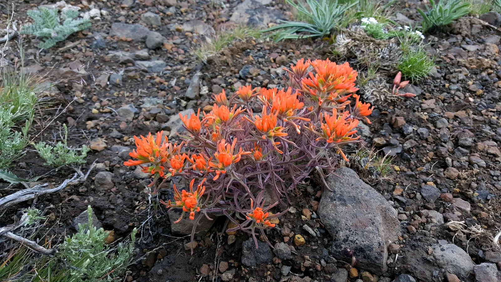 Indian Paintbrush (Castilleja Affinis) — This makes Castilleja affinis a suitable candidate for xeriscaping.<br><br>In a landscape design
