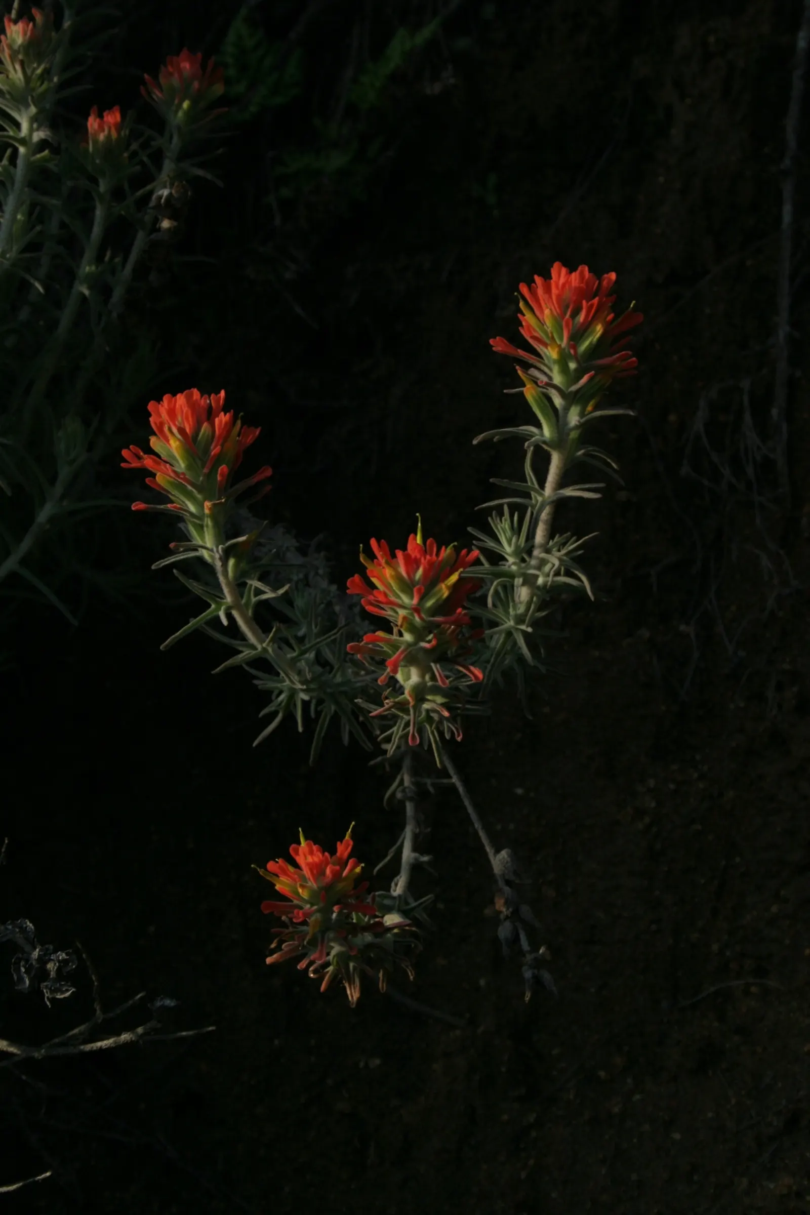 Indian Paintbrush (Castilleja Affinis) — Indian Paintbrush is a low-maintenance