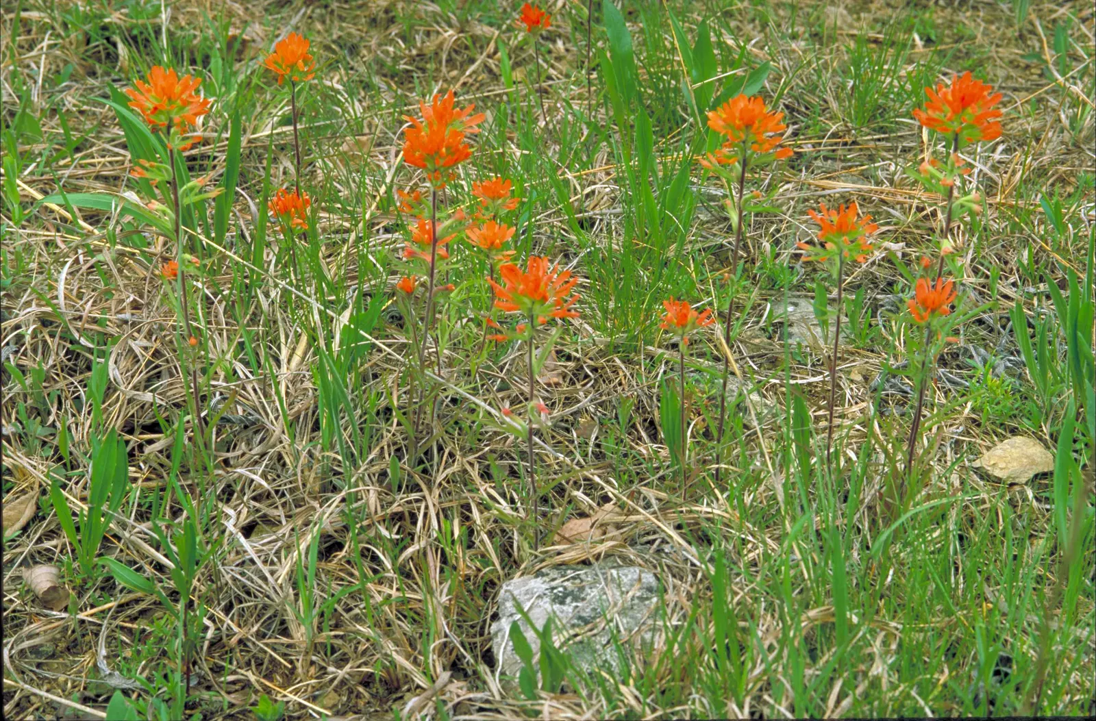 Indian Paintbrush (Castilleja Affinis) — are actually modified leaves; perennial for full