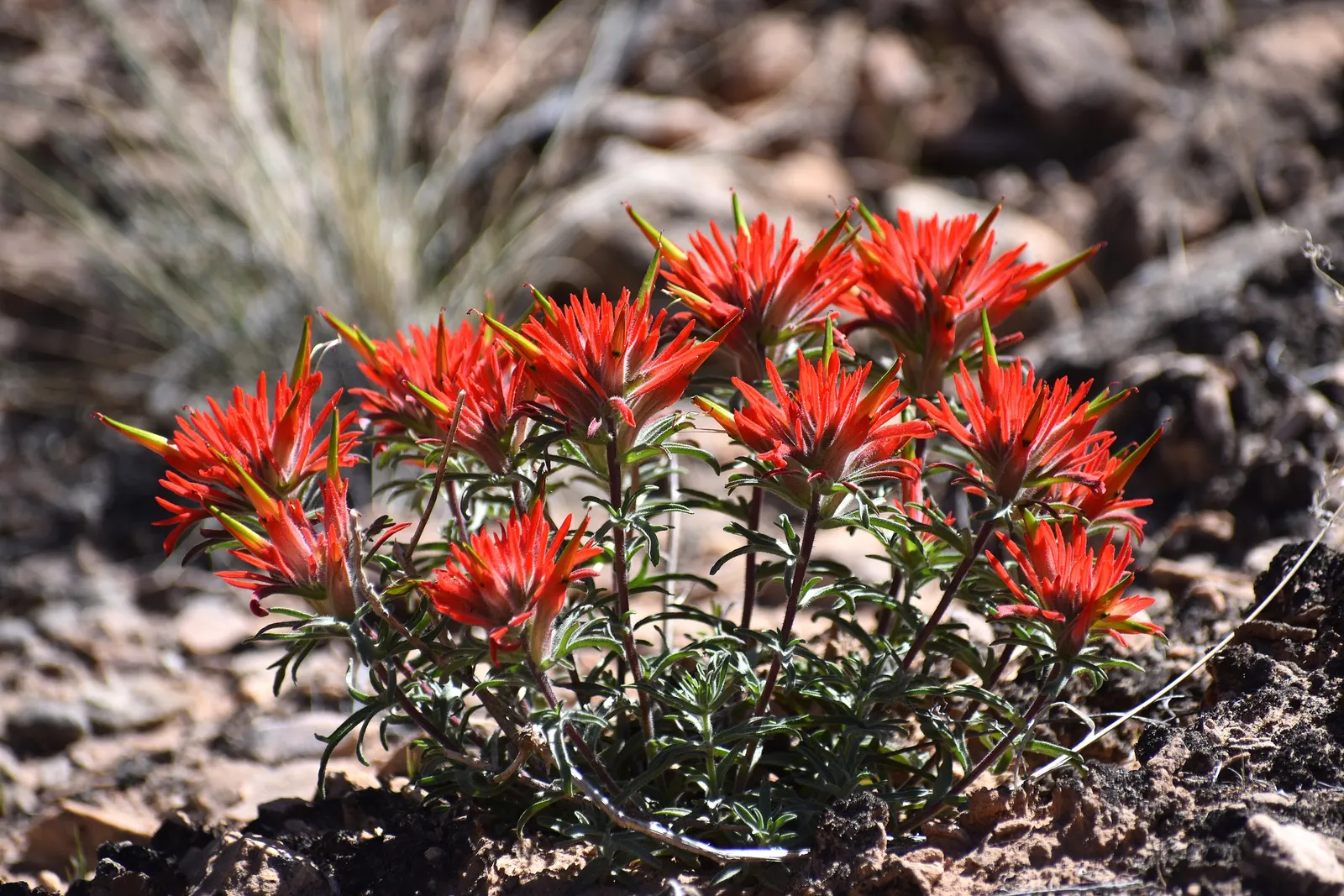 Indian Paintbrush (Castilleja Affinis) — is a perennial wildflower native to the western coastal regions of North America; are actually modified leaves